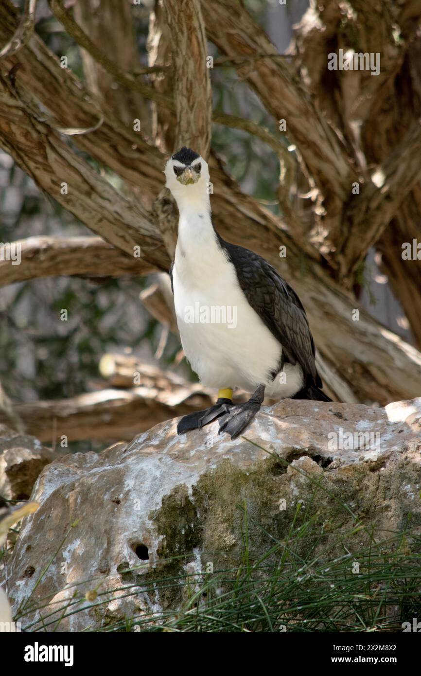 Le Cormorant à pied est un oiseau de taille moyenne avec des ailes noires et une queue noire. Il a un visage et une poitrine blancs. Banque D'Images