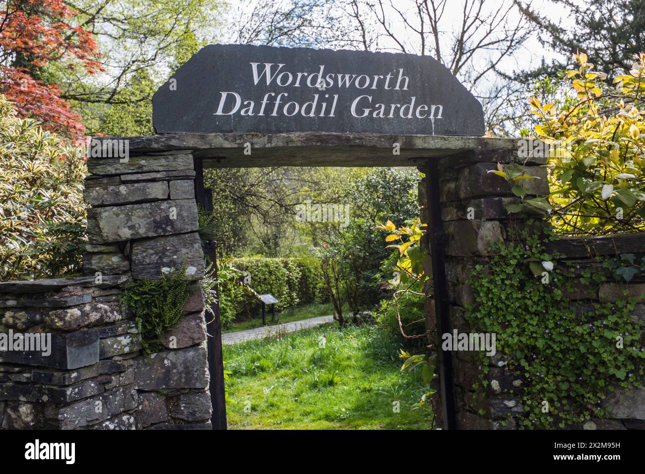 Vue panoramique dans le jardin de Wordsworth Daffodil à Grasmere dans le Lake District, Angleterre, Royaume-Uni Banque D'Images