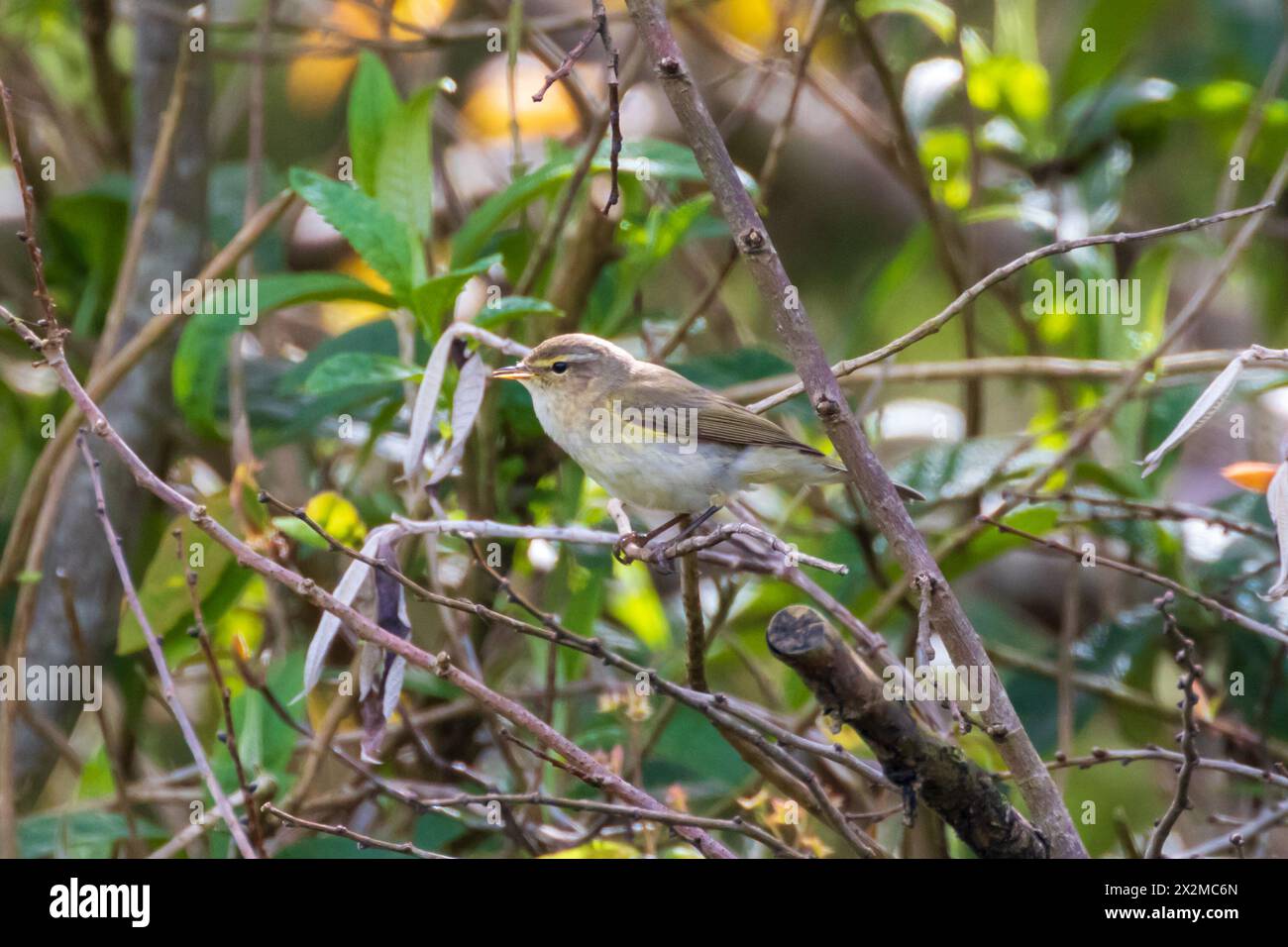 Oiseau Chiffchaff, Phylloscopus collybita au printemps dans le Sussex, Royaume-Uni Banque D'Images