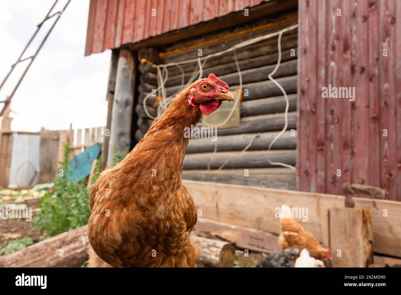 Une vue rapprochée d'une poule avec un peigne rouge vif au premier plan, tandis que d'autres poules et un coq fourrage autour d'un hangar en bois rustique avec un moi altéré Banque D'Images