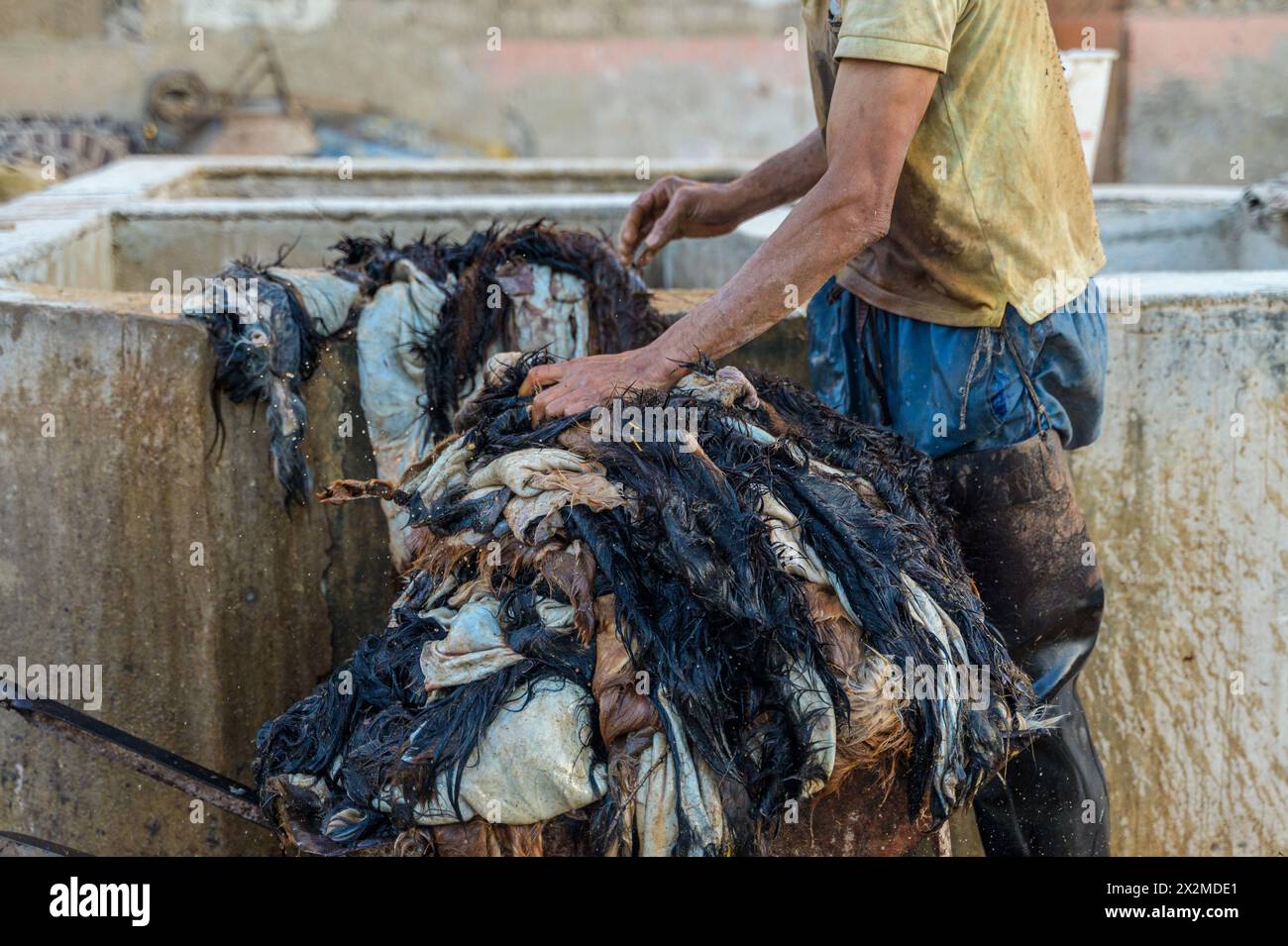 Procédé traditionnel marocain de tannage du cuir dans les anciennes tanneries de Fès, montrant un ouvrier méconnaissable cultivé manipulant des peaux teintes. Banque D'Images