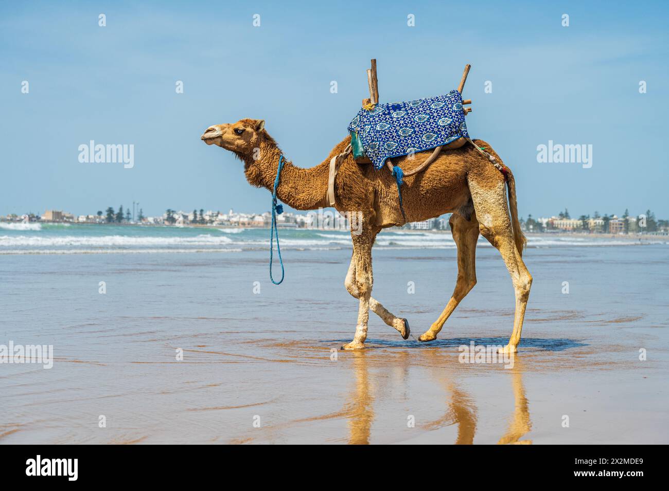 Un chameau solitaire marche le long d'une plage ensoleillée au Maroc, avec un paysage urbain visible à l'horizon, reflétant le mélange de la nature et de la vie urbaine. Banque D'Images