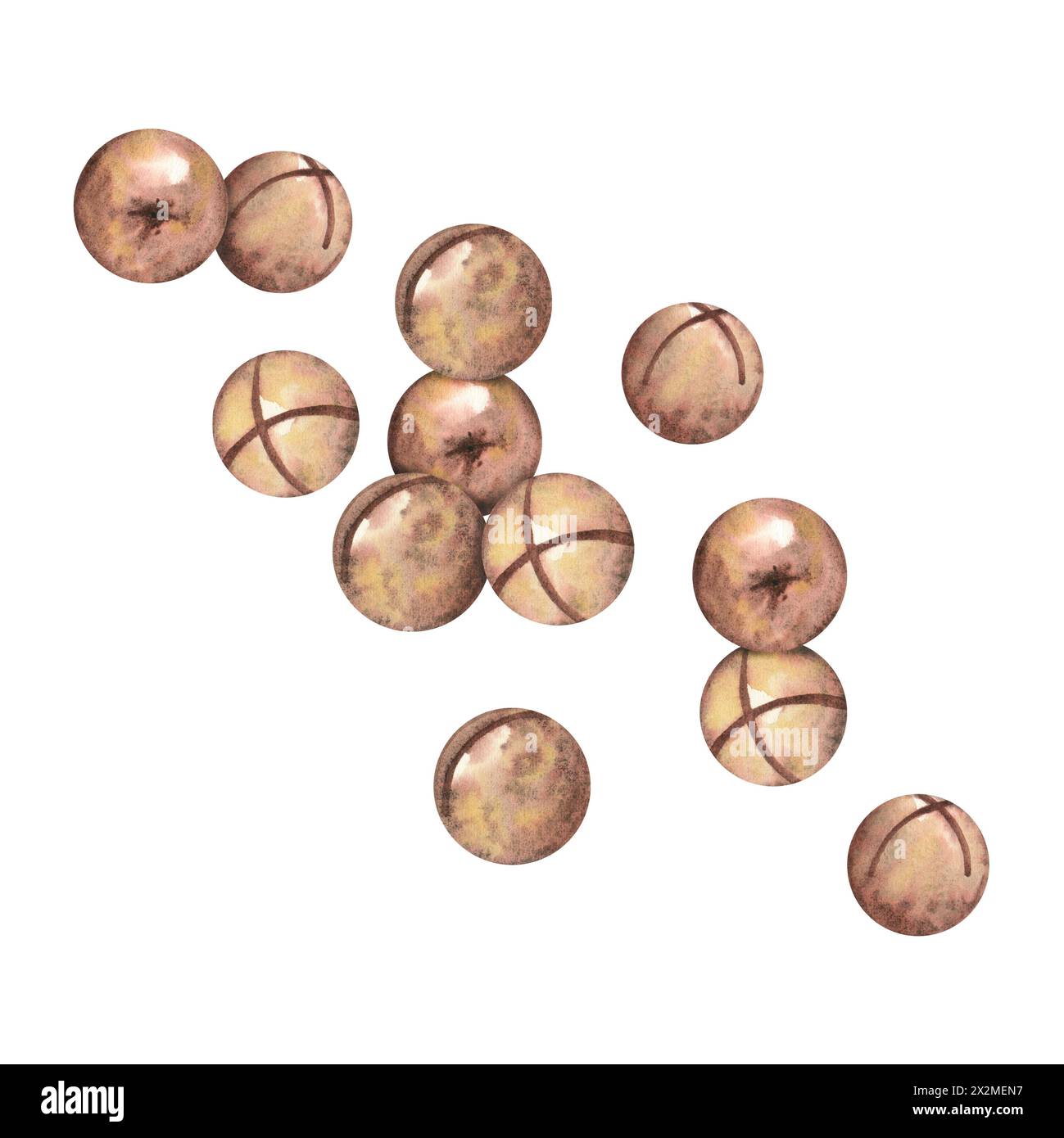 Noix de macadamia sur fond blanc, une composition de plusieurs noix. Le macadamia. Nourriture, collations, noix brune, gros plan. Illustrations aquarelles Banque D'Images