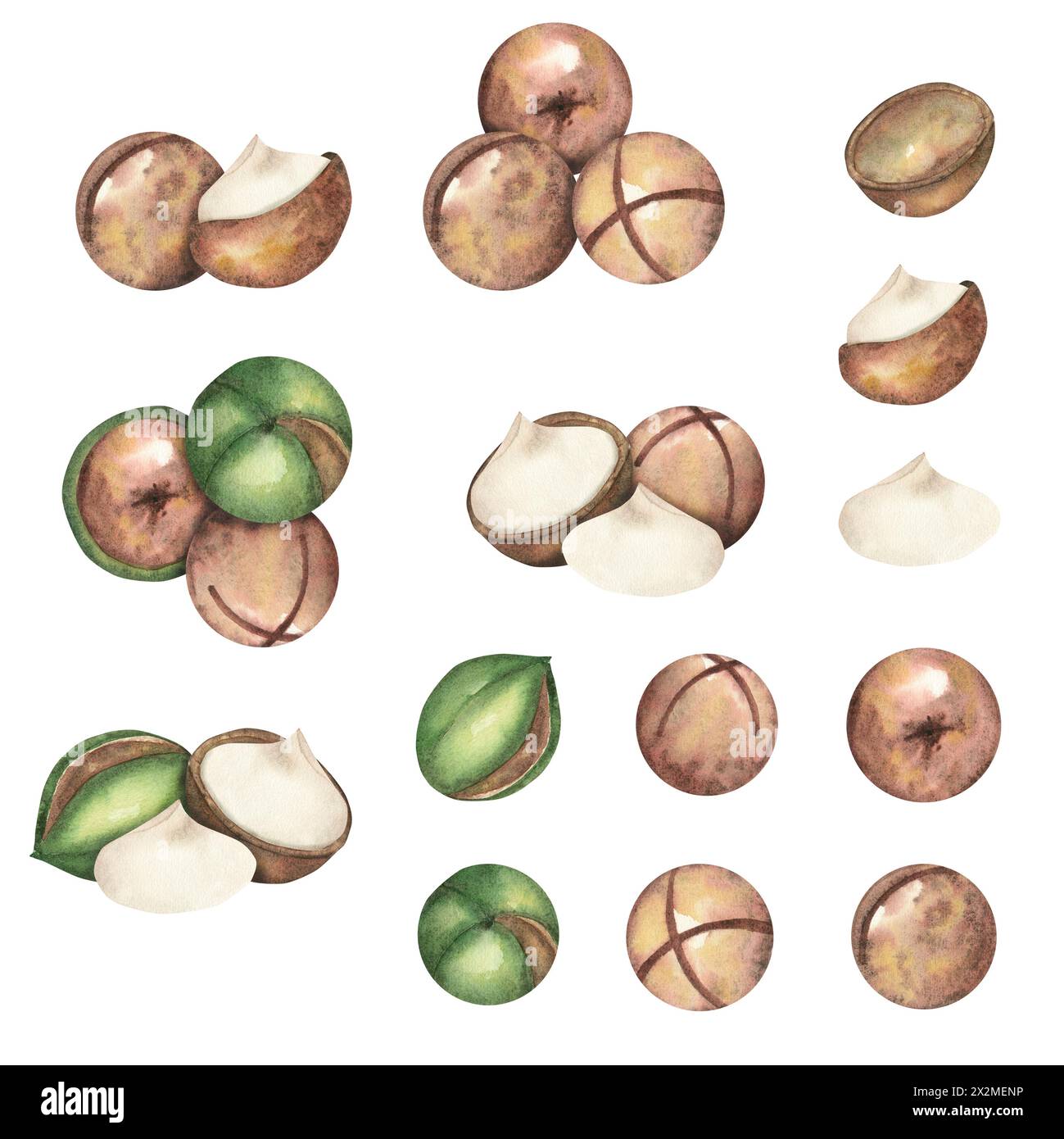 Noix de macadamia sur fond blanc, une composition de plusieurs noix. Le macadamia. Nourriture, collations, noix brune, gros plan. Illustrations aquarelles Banque D'Images
