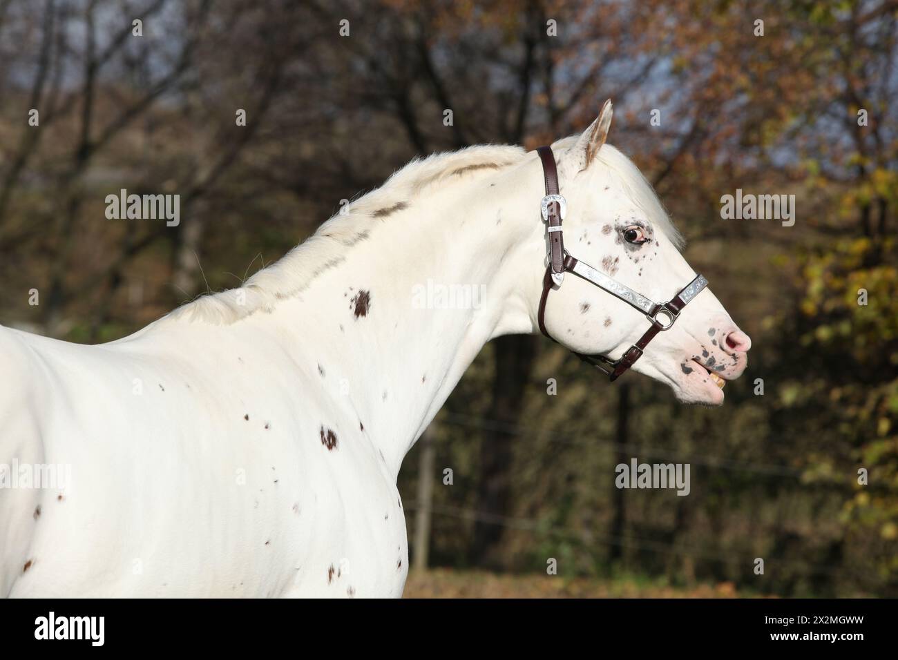 Étalon Appaloosa au licol occidental, fleurissant, en automne Banque D'Images