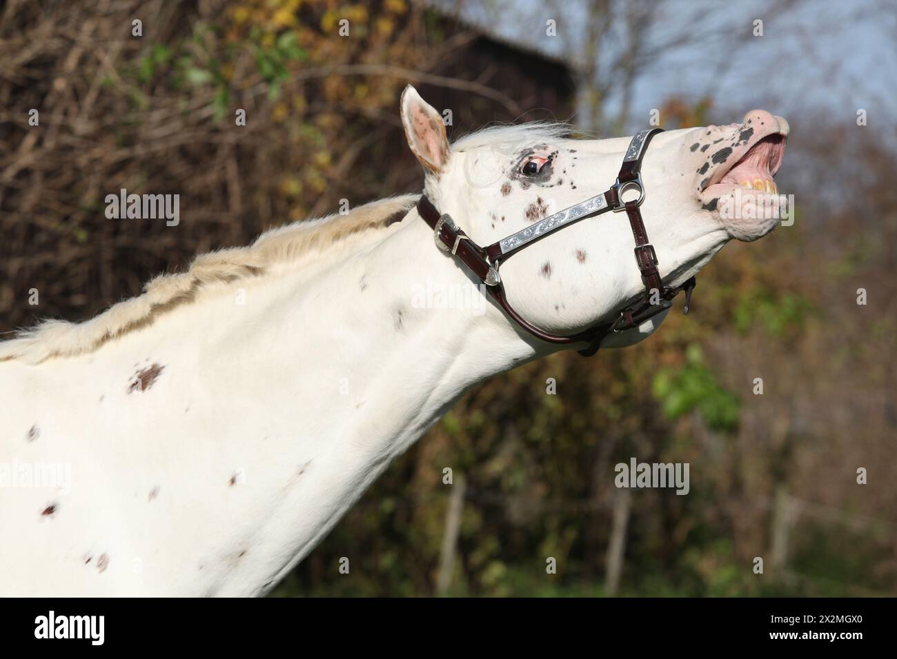 Étalon Appaloosa au licol occidental, fleurissant, en automne Banque D'Images