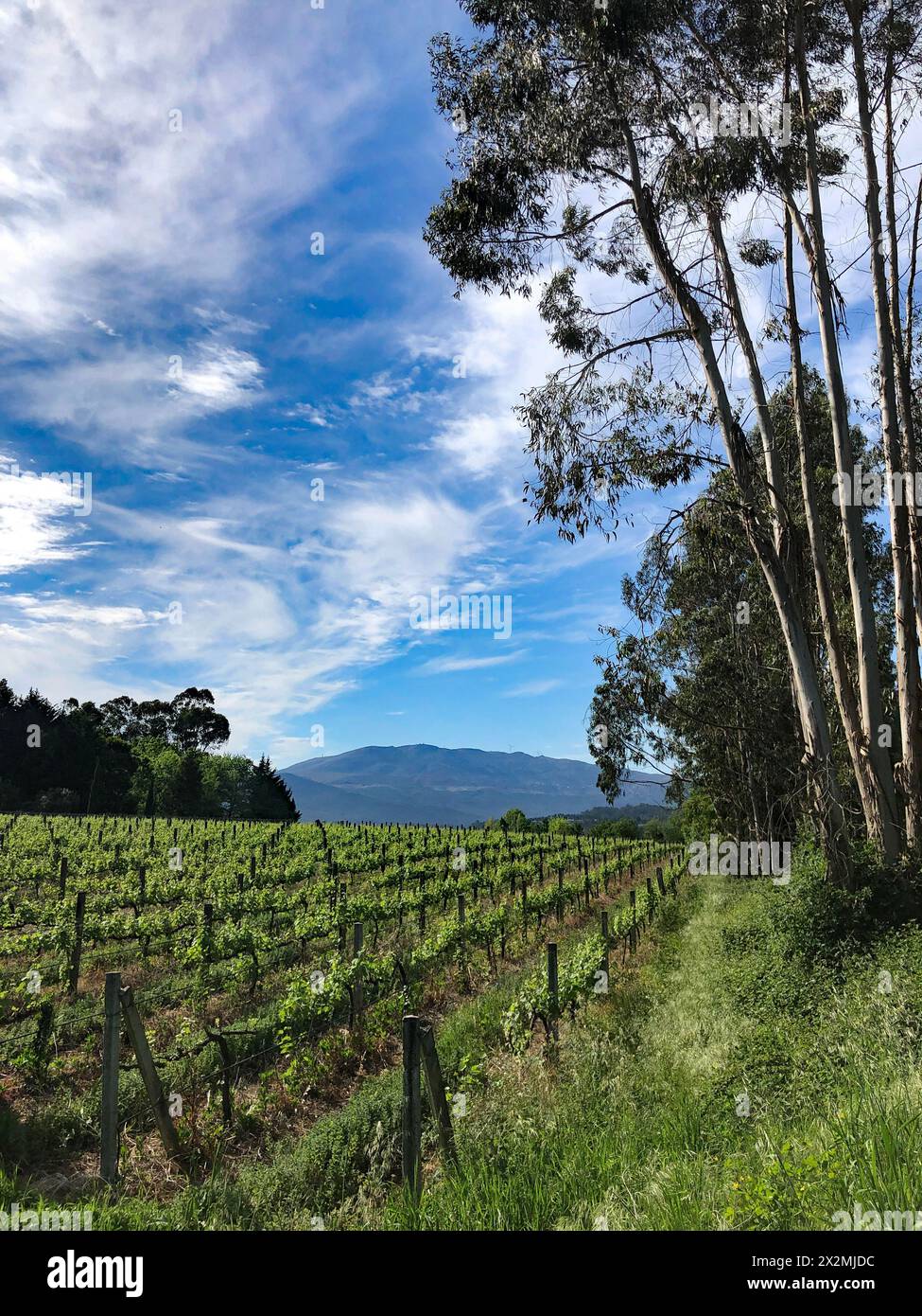 Ferme viticole au début de la saison, Portugal, avril 2024. La région de l'Alto Minho, dans le nord du Portugal, est connue sous le nom de région productrice de Vinho Verde. Banque D'Images