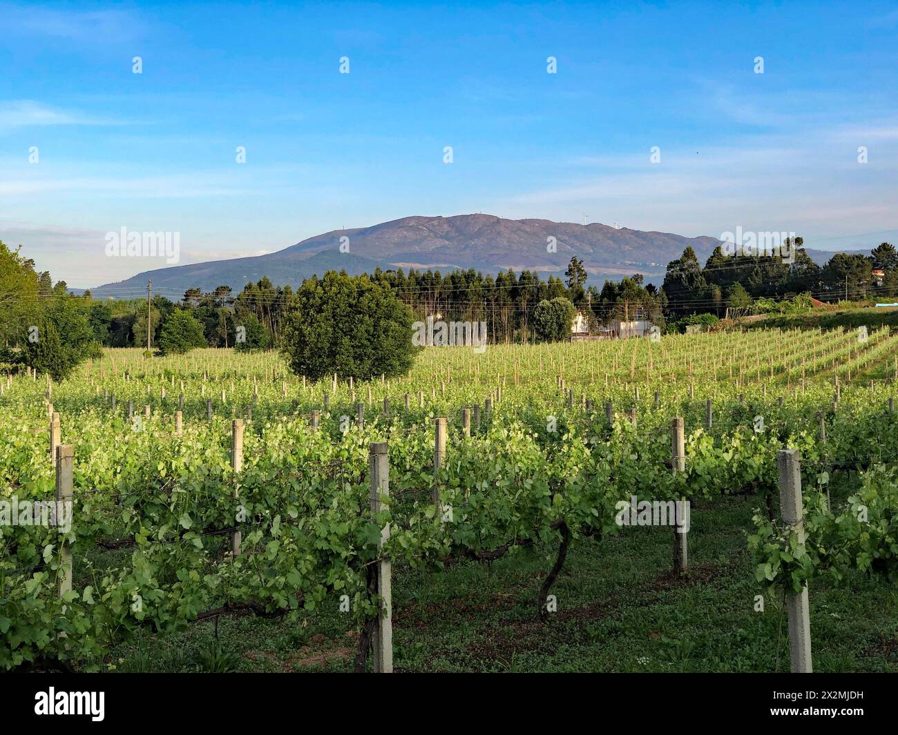 Ferme viticole en début de saison, Potugal, avril 2024. La région d'Altominho dans le nord du Portugal est connue sous le nom de région productrice de Vinho Verde. Banque D'Images