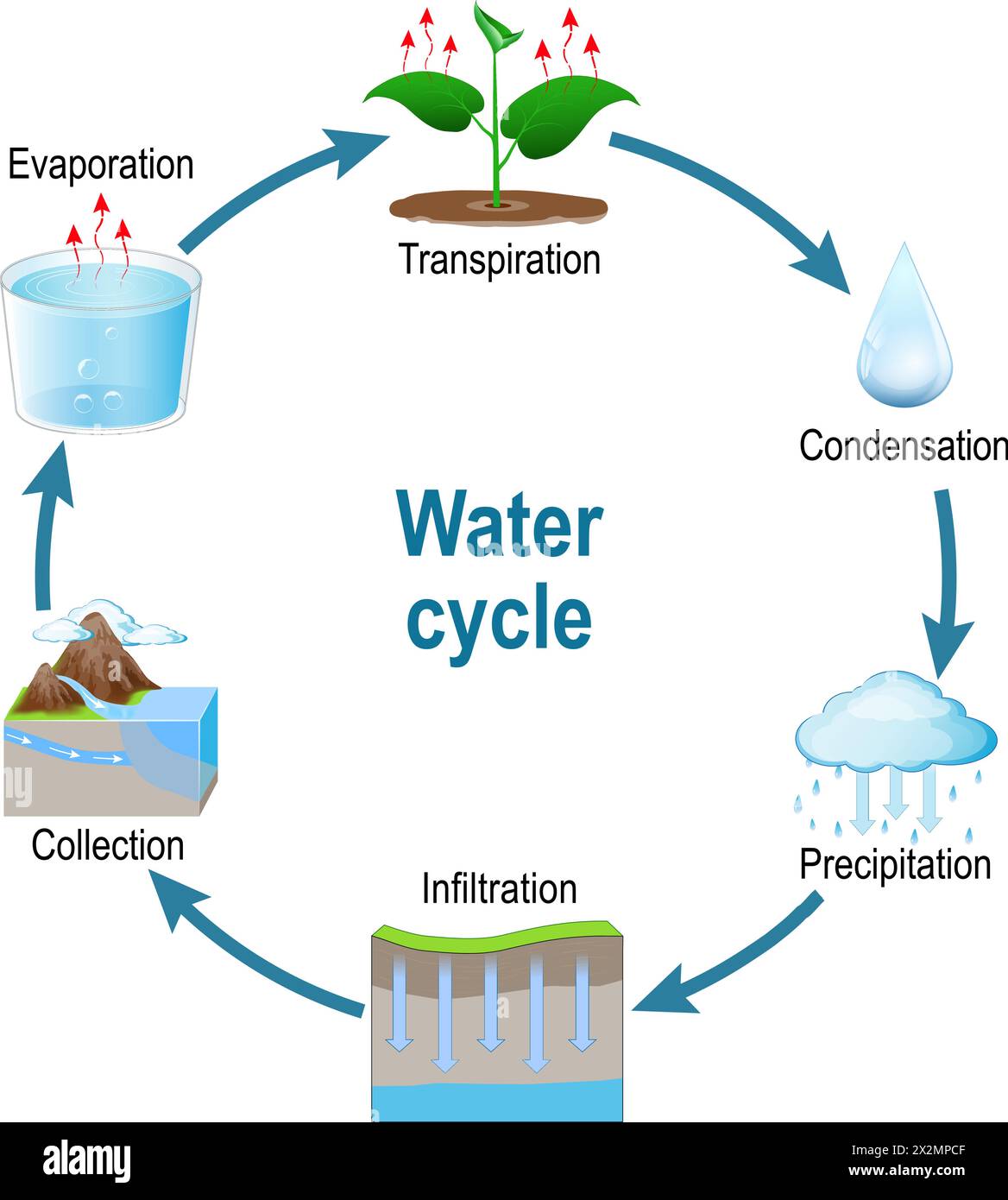 Cycle de l'eau. Représentation schématique du cycle de l'eau dans la nature. Circulation et condensation. le processus du cycle hydrologique visuellement pour Illustration de Vecteur