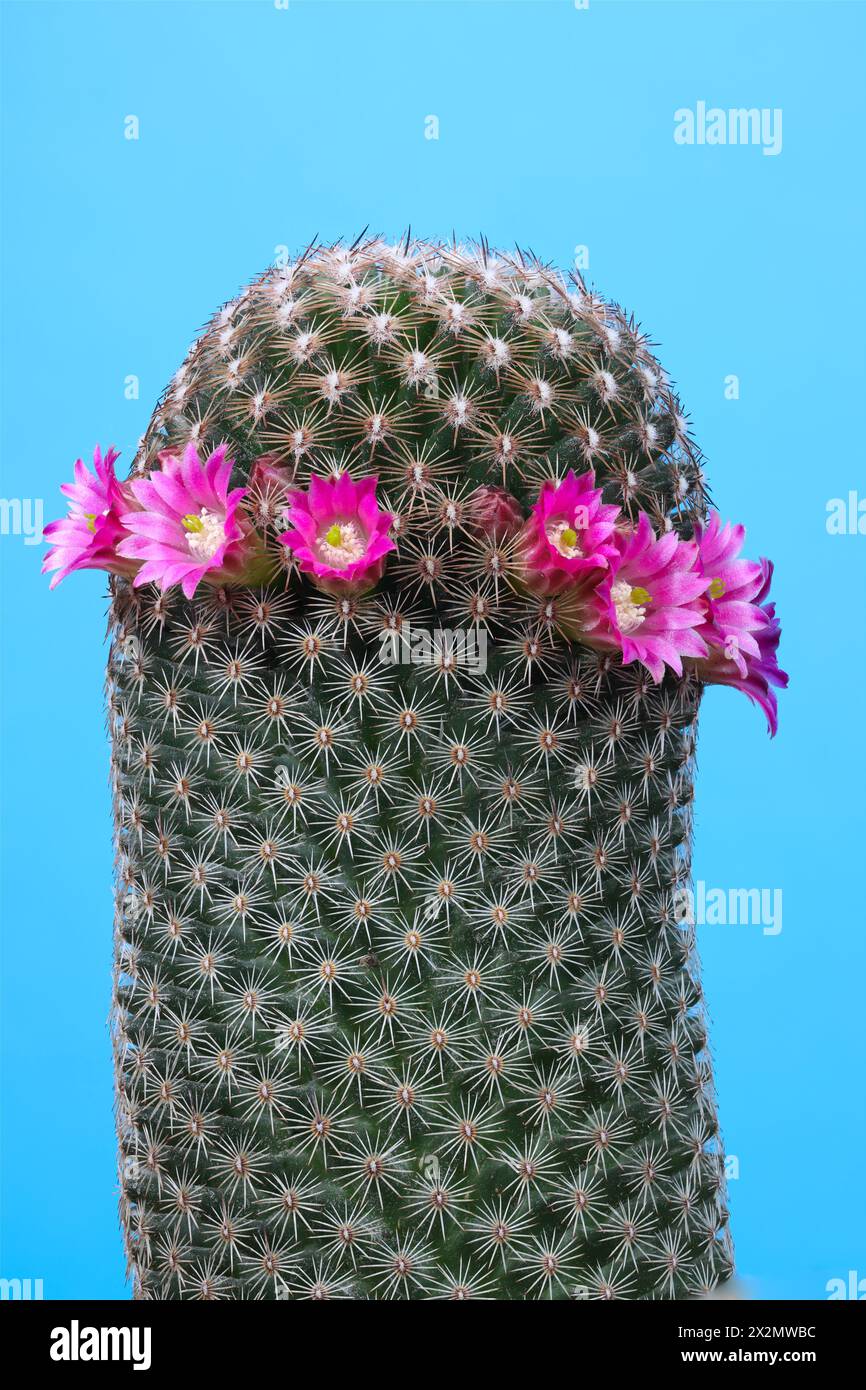 Gros plan photo fleurs de Mammillaria Matudae Bravo – Thumb Cactus, avec une grande profondeur de champ Banque D'Images