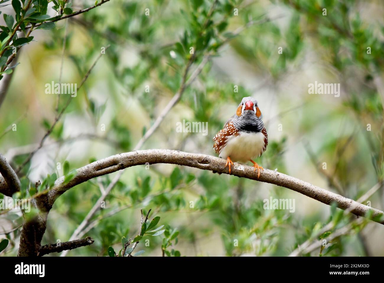 le zèbre mâle finch a un corps gris avec un blanc sous le ventre avec une queue noire et blanche. Il a des joues orange et une bande noire sur son visage Banque D'Images