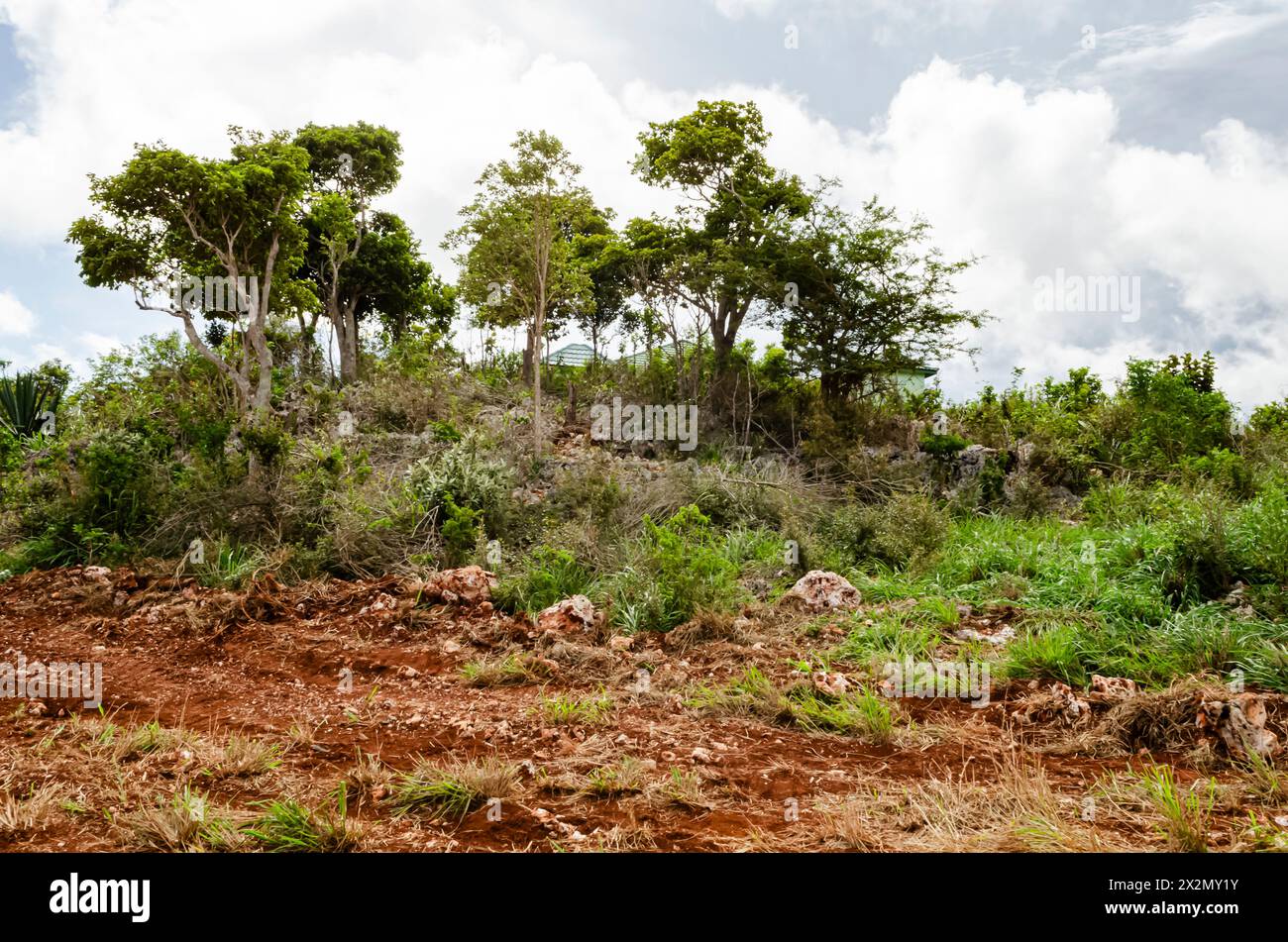 Les arbres poussent à partir d'une petite colline de grands rochers encastrés. Banque D'Images