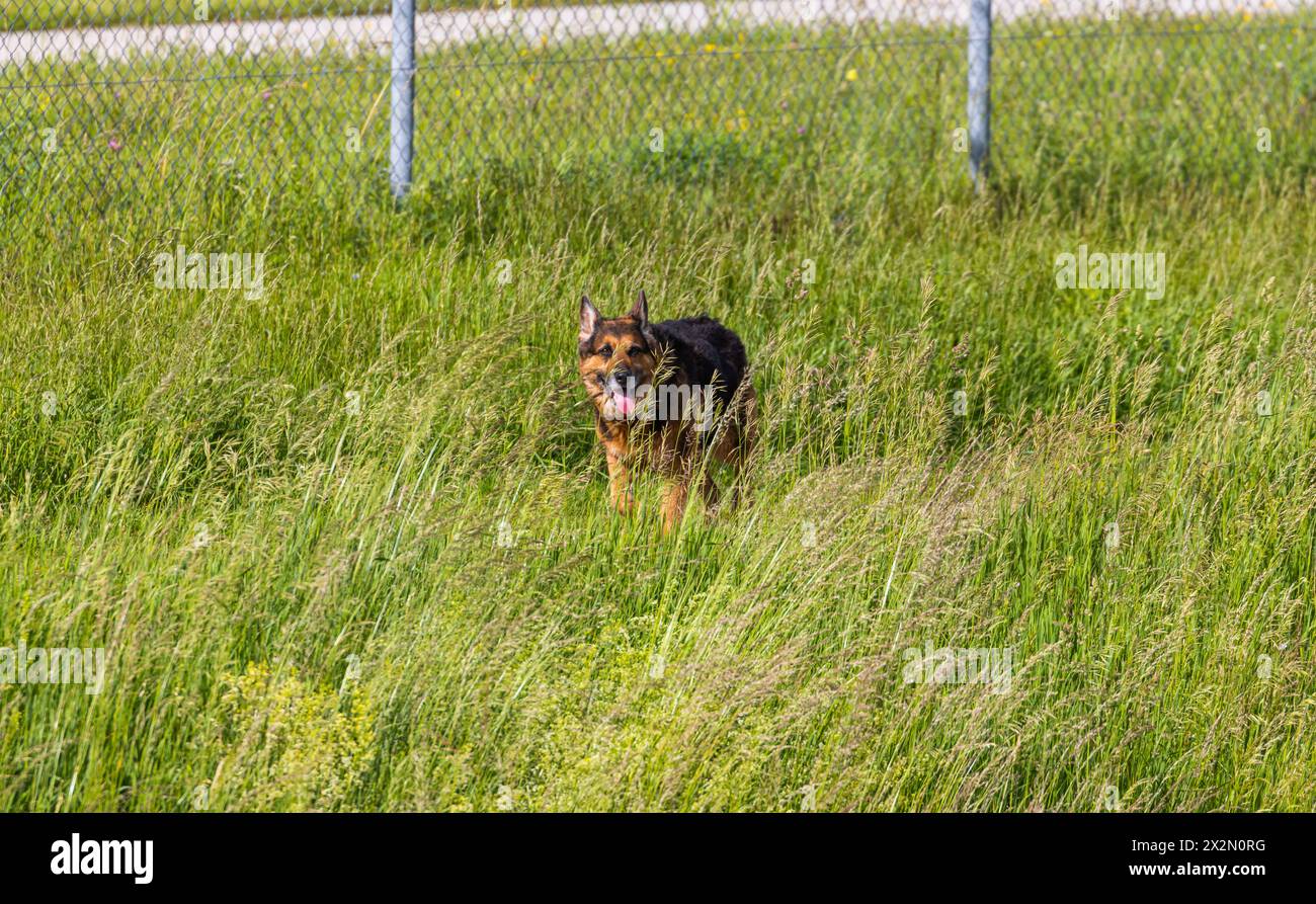 Ein Schäferhund spaziert auf einem Feldweg unweit des Flughafen München. (München, Allemagne, 28.05.2022) Banque D'Images