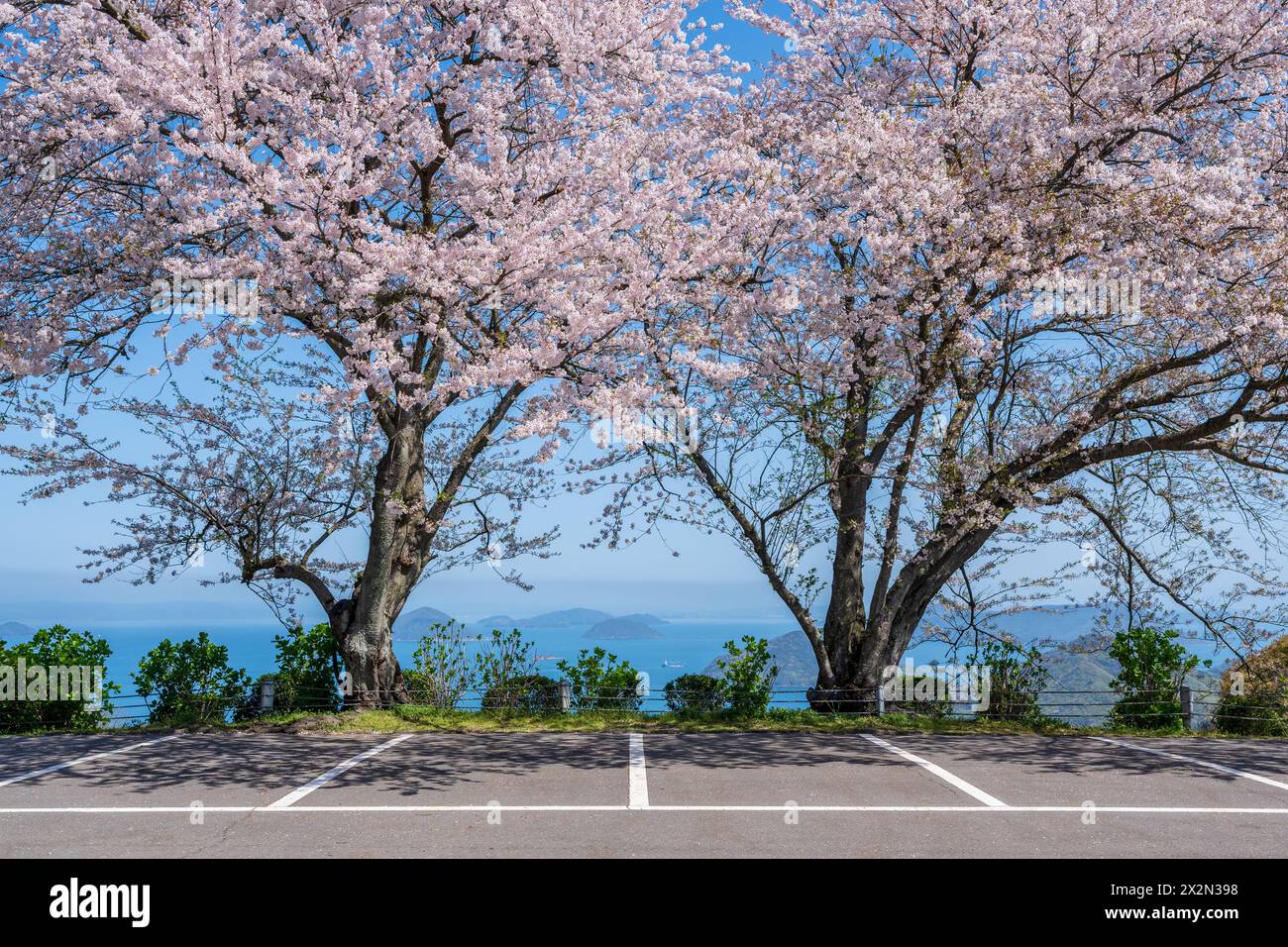 MT. Shiude (Shiudeyama) terrain de stationnement au sommet de la montagne les cerisiers fleurissent pleinement au printemps. Péninsule de Shonai, Mitoyo, Kagawa, Shikoku, Japon. Banque D'Images