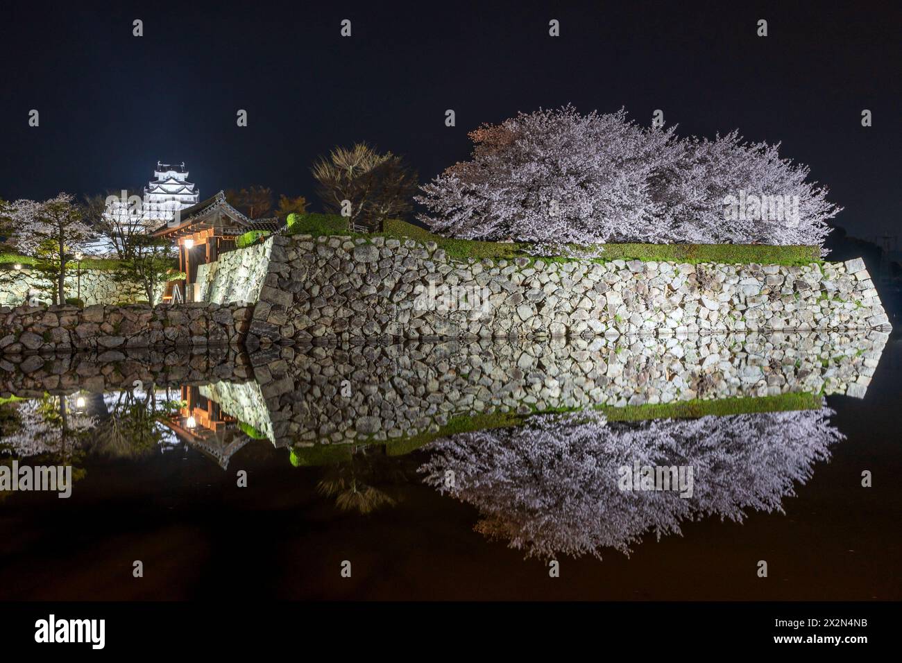 Le château de Himeji s'illumine la nuit avec des fleurs de cerisier en pleine floraison au printemps. Hyogo, Japon. Banque D'Images