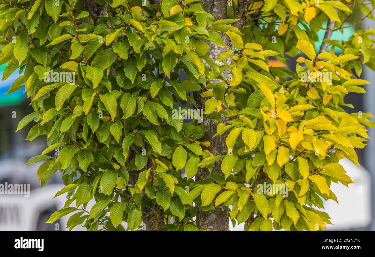 Auf dem Gelände des Forschungszentrum in Garching im Freistaat Bayern werden die schönen Herbstfarben an den Blättern der Bäume sichtbar. (Garching b. Banque D'Images