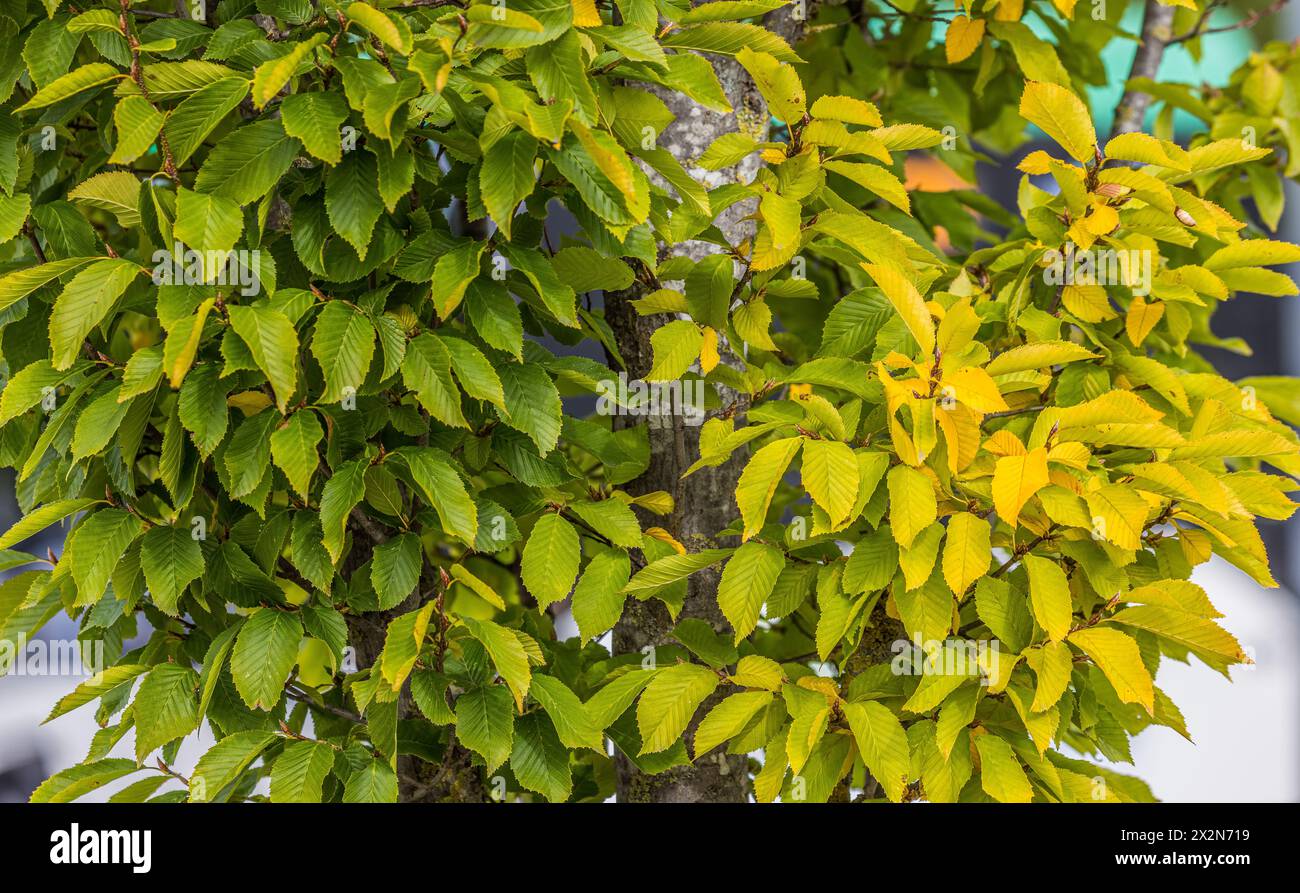 Auf dem Gelände des Forschungszentrum in Garching im Freistaat Bayern werden die schönen Herbstfarben an den Blättern der Bäume sichtbar. (Garching b. Banque D'Images