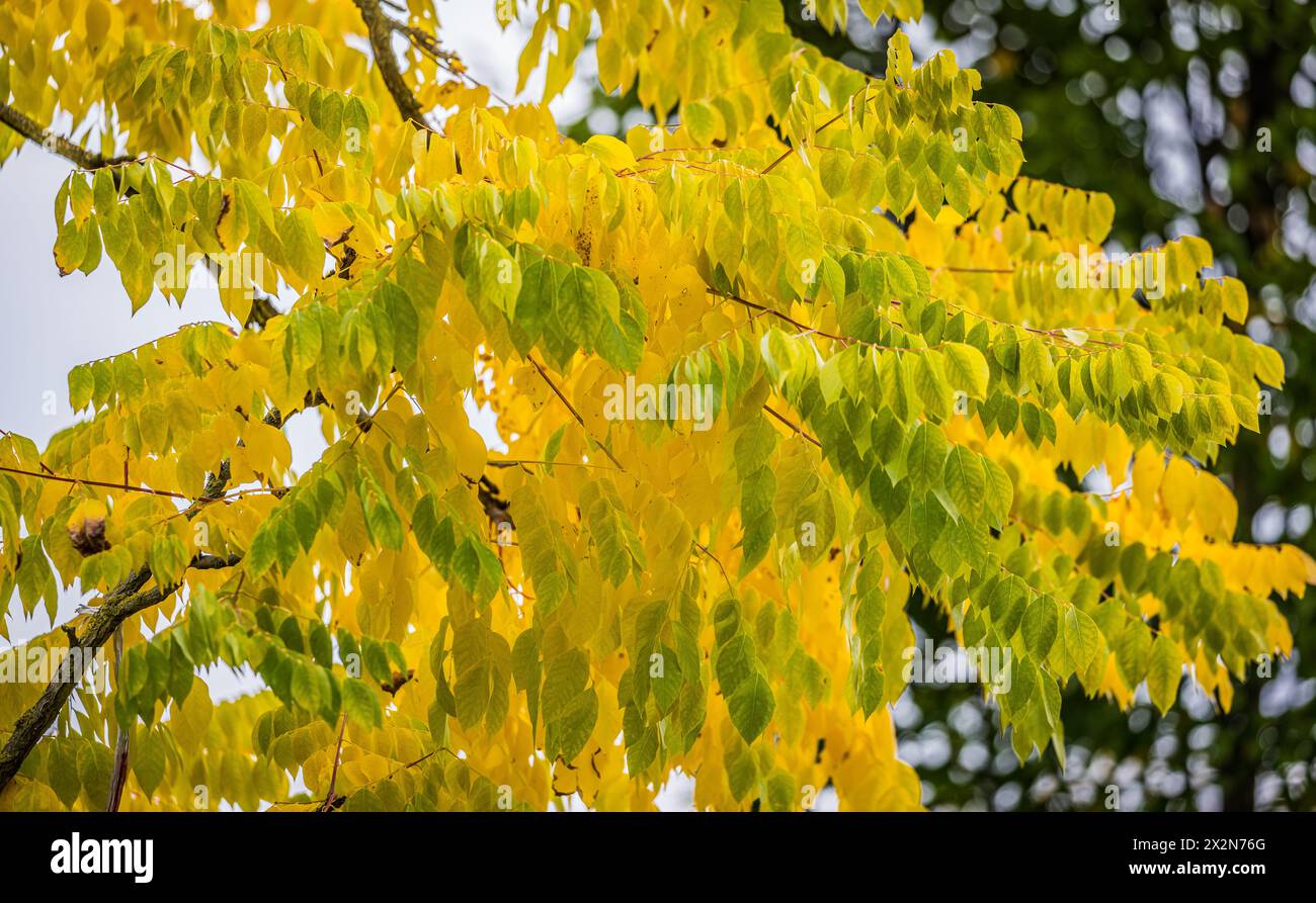 Auf dem Gelände des Forschungszentrum in Garching im Freistaat Bayern werden die schönen Herbstfarben an den Blättern der Bäume sichtbar. (Garching b. Banque D'Images