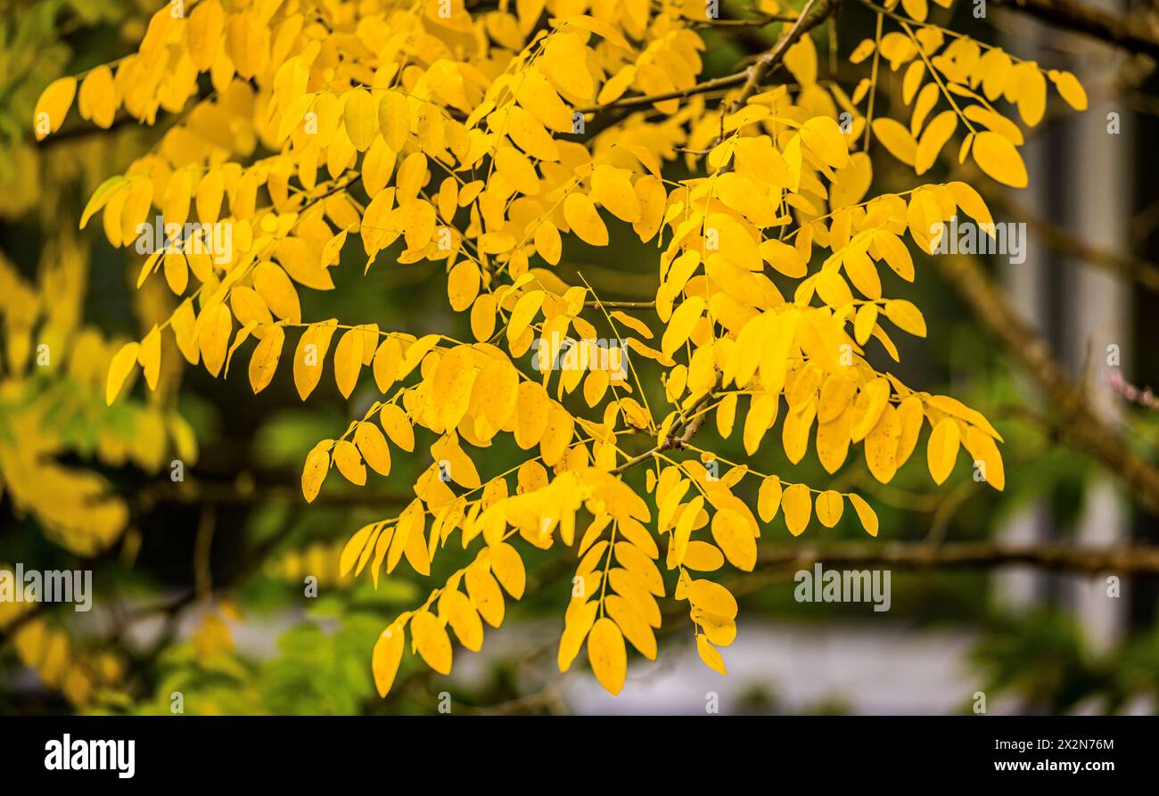 Auf dem Gelände des Forschungszentrum in Garching im Freistaat Bayern werden die schönen Herbstfarben an den Blättern der Bäume sichtbar. (Garching b. Banque D'Images