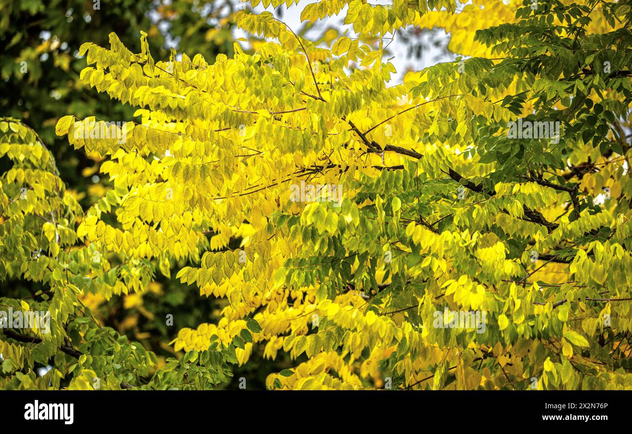 Auf dem Gelände des Forschungszentrum in Garching im Freistaat Bayern werden die schönen Herbstfarben an den Blättern der Bäume sichtbar. (Garching b. Banque D'Images
