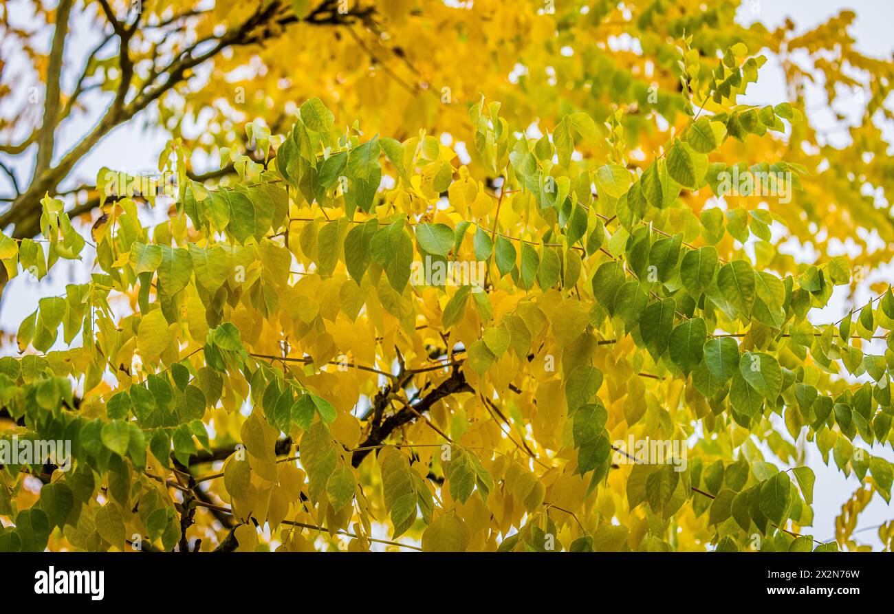 Auf dem Gelände des Forschungszentrum in Garching im Freistaat Bayern werden die schönen Herbstfarben an den Blättern der Bäume sichtbar. (Garching b. Banque D'Images