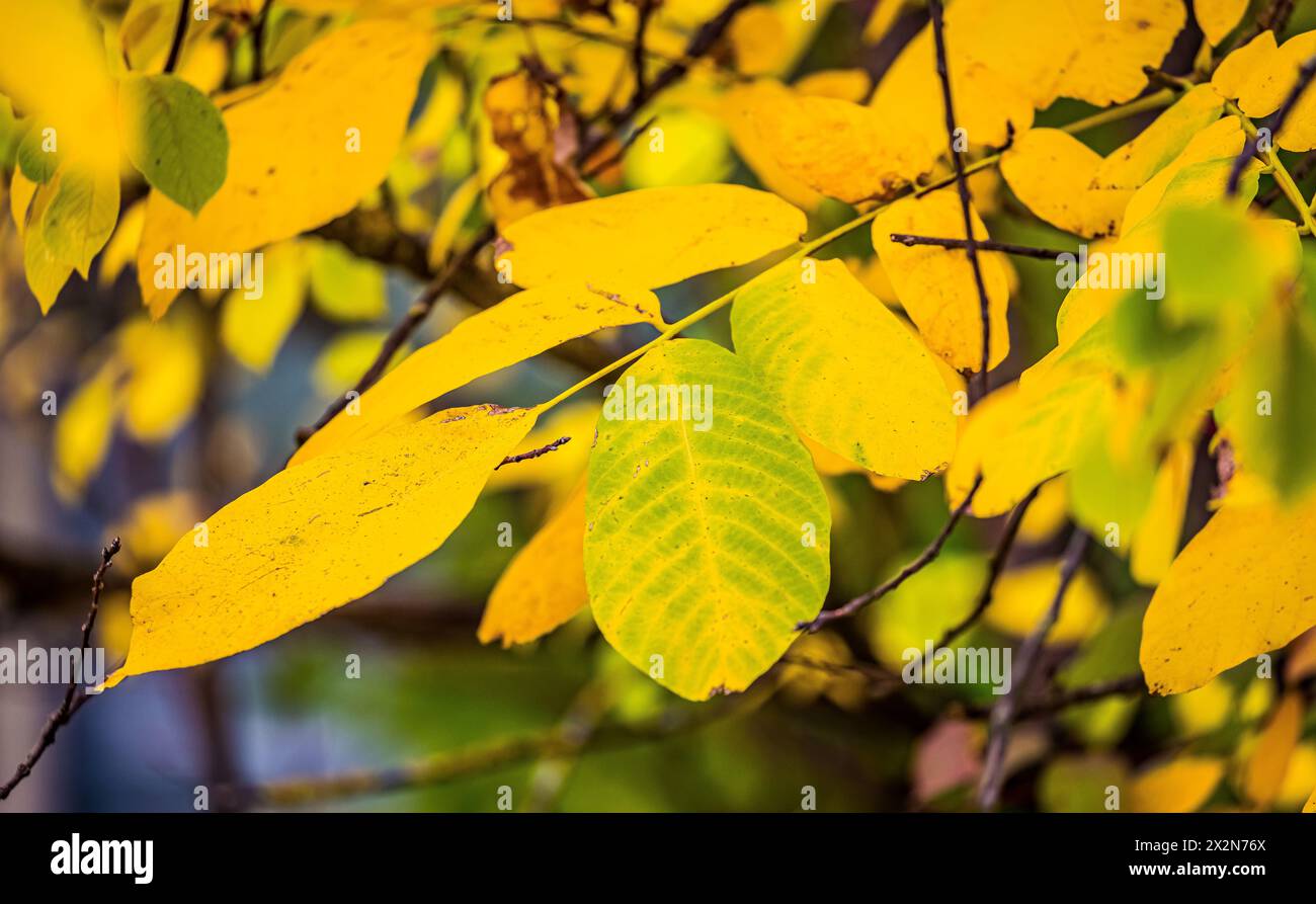 Auf dem Gelände des Forschungszentrum in Garching im Freistaat Bayern werden die schönen Herbstfarben an den Blättern der Bäume sichtbar. (Garching b. Banque D'Images
