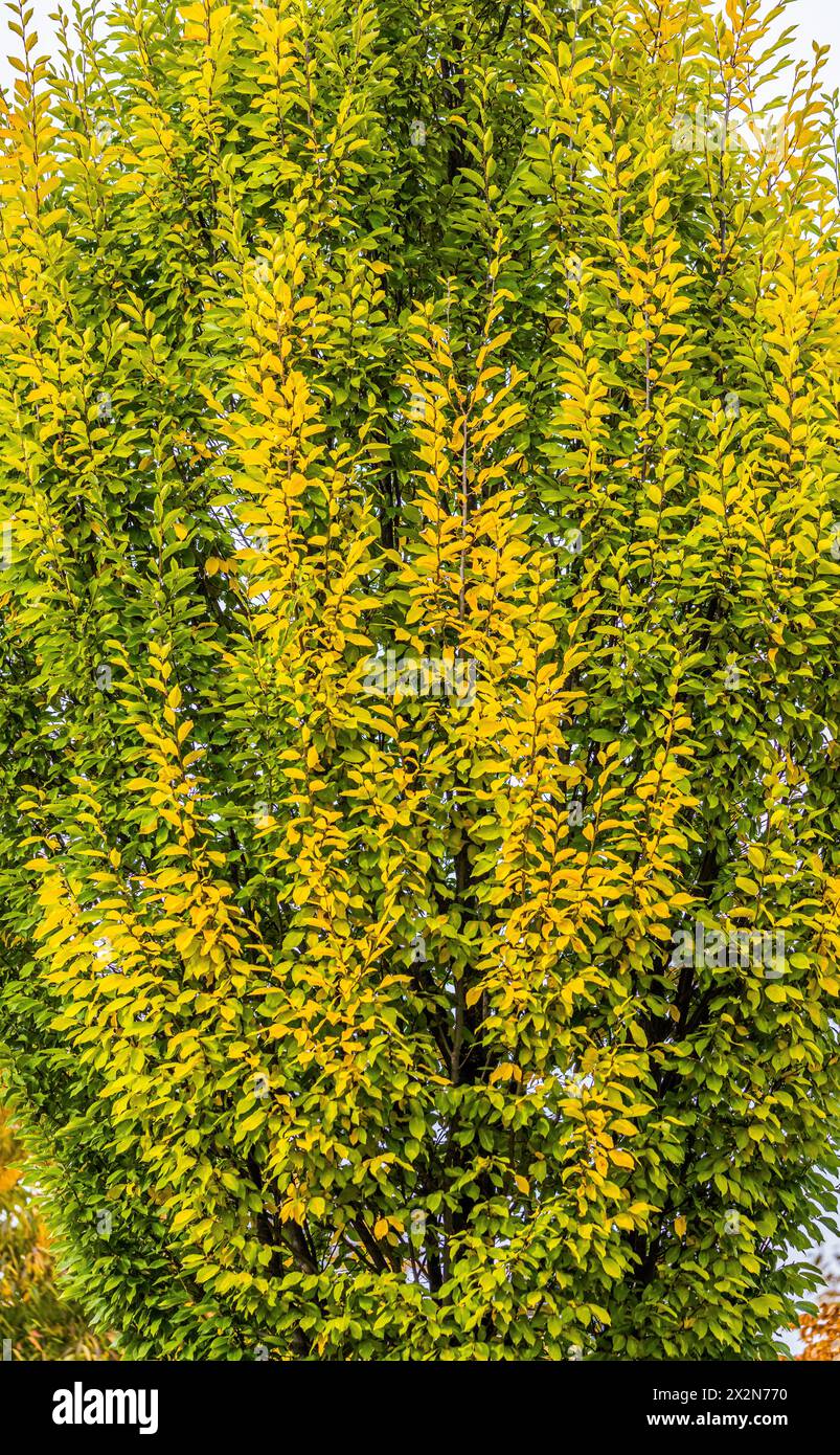 Auf dem Gelände des Forschungszentrum in Garching im Freistaat Bayern werden die schönen Herbstfarben an den Blättern der Bäume sichtbar. (Garching b. Banque D'Images