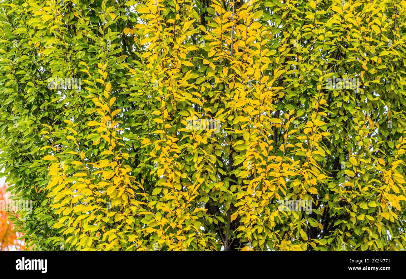 Auf dem Gelände des Forschungszentrum in Garching im Freistaat Bayern werden die schönen Herbstfarben an den Blättern der Bäume sichtbar. (Garching b. Banque D'Images