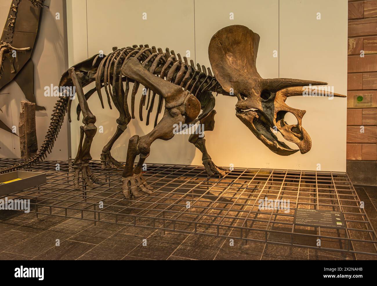 Squelettes de dinosaures au Musée Senckenberg, Francfort, Allemagne Banque D'Images