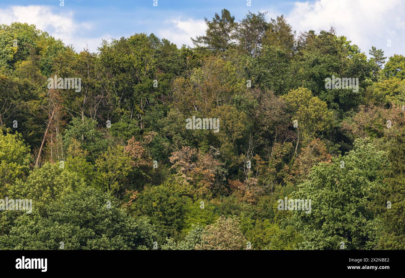 Blick auf die Tannenbäume, welche typisch sind für den Schwarzwald. (Dachsberg, Allemagne, 01.08.2022) Banque D'Images