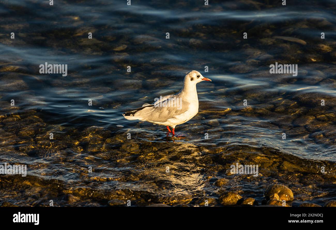 Eine Möwe steht in der Abendsonne im Bodensee. (Friedrichshafen, Deutschland, 21.08.2022) Banque D'Images