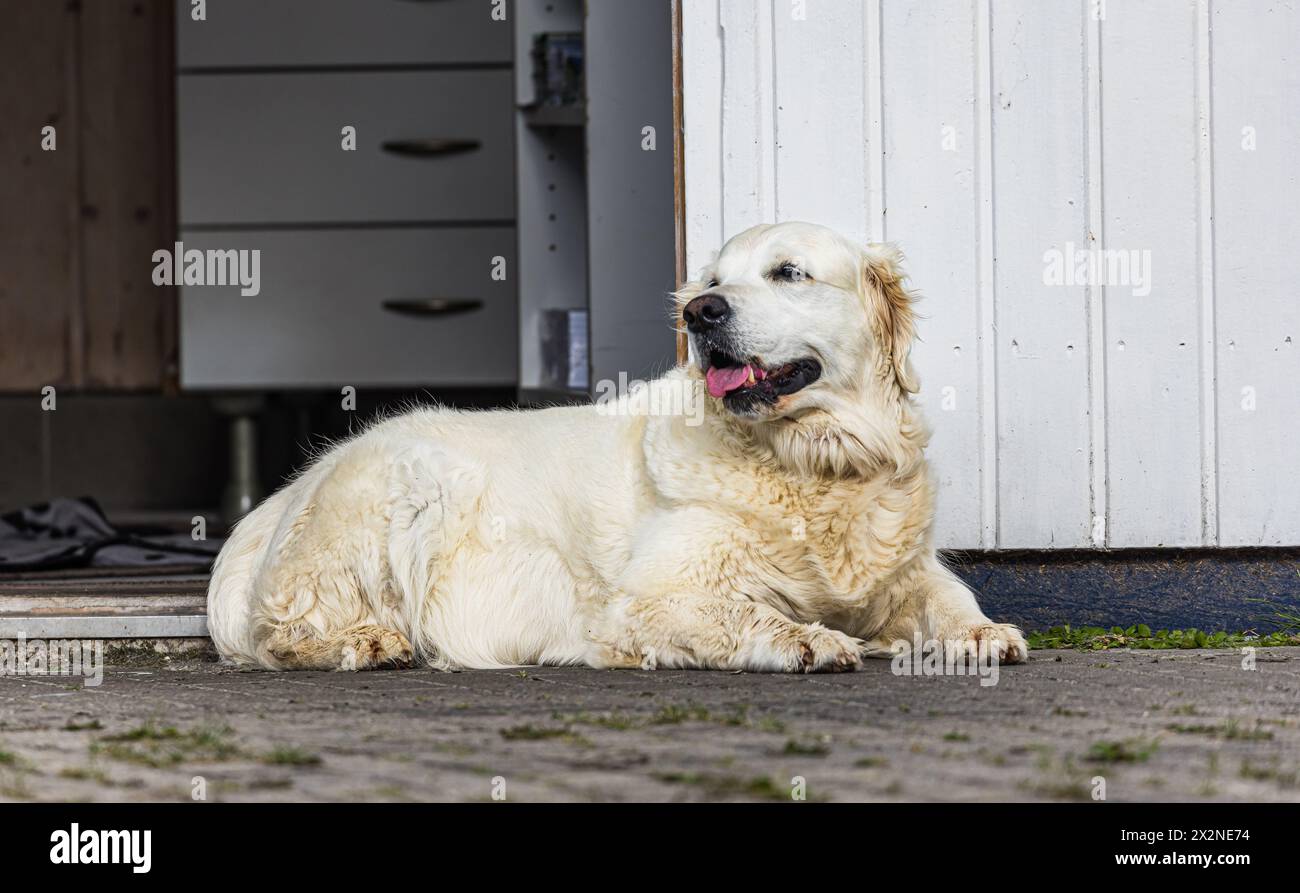 Ein weissser Hund liegt vor einem Hauseingang, mit der Zung kühlt er sich im Sommer ab. (Unterhuldingen, Allemagne, 13.07.2022) Banque D'Images