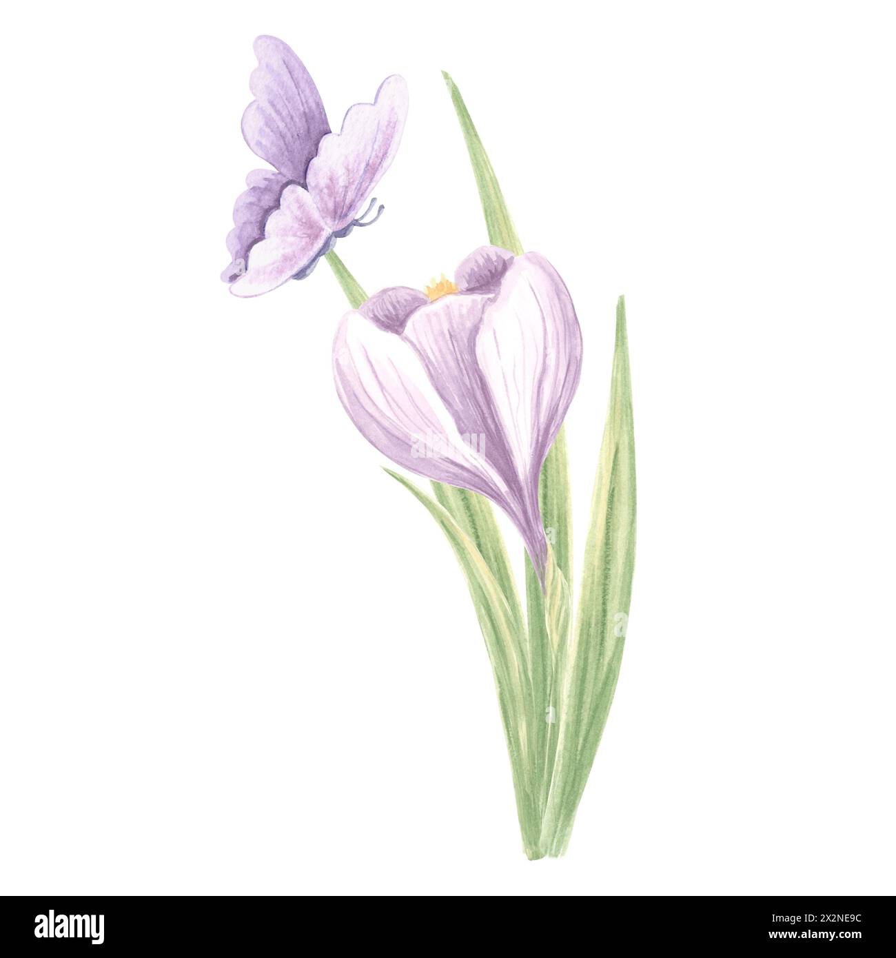 Crocus avec papillon violet. Aquarelle fleur sauvage. Illustration isolée dessinée à la main de fleurs de safran printanières. Herbe de prairie et insecte. Botanical dr. Banque D'Images