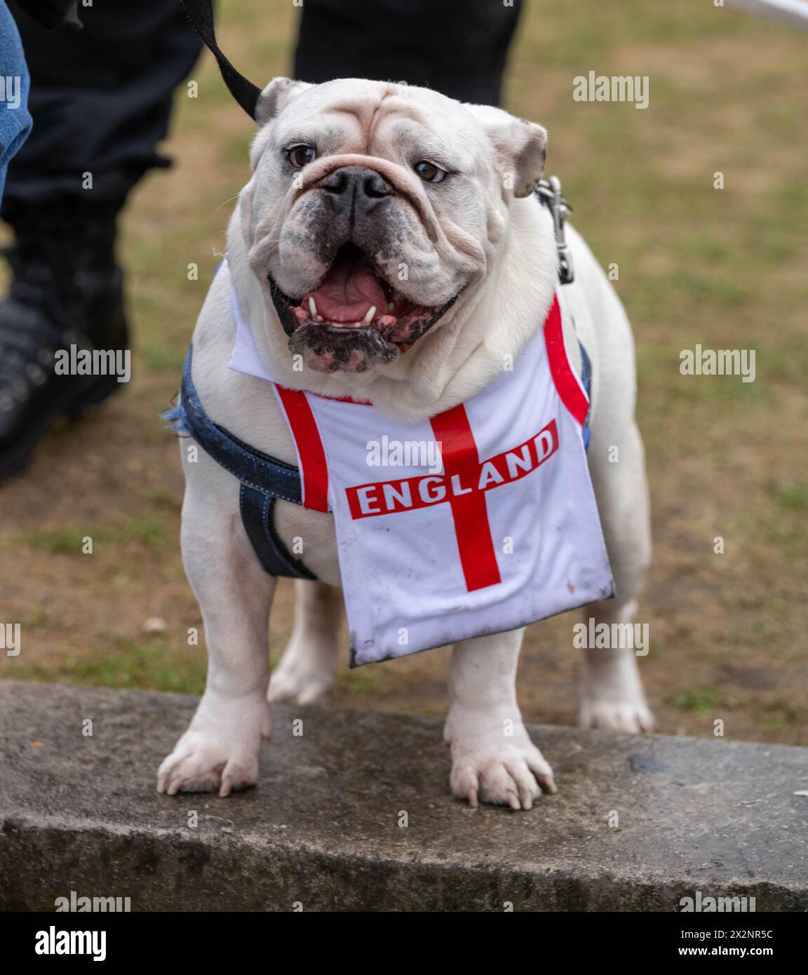 Londres, Royaume-Uni. 23 avril 2024. Manifestations de droite à Whitehall Londres le jour de la Saint-Georges, en présence policière importante crédit : Ian Davidson/Alamy Live News Banque D'Images