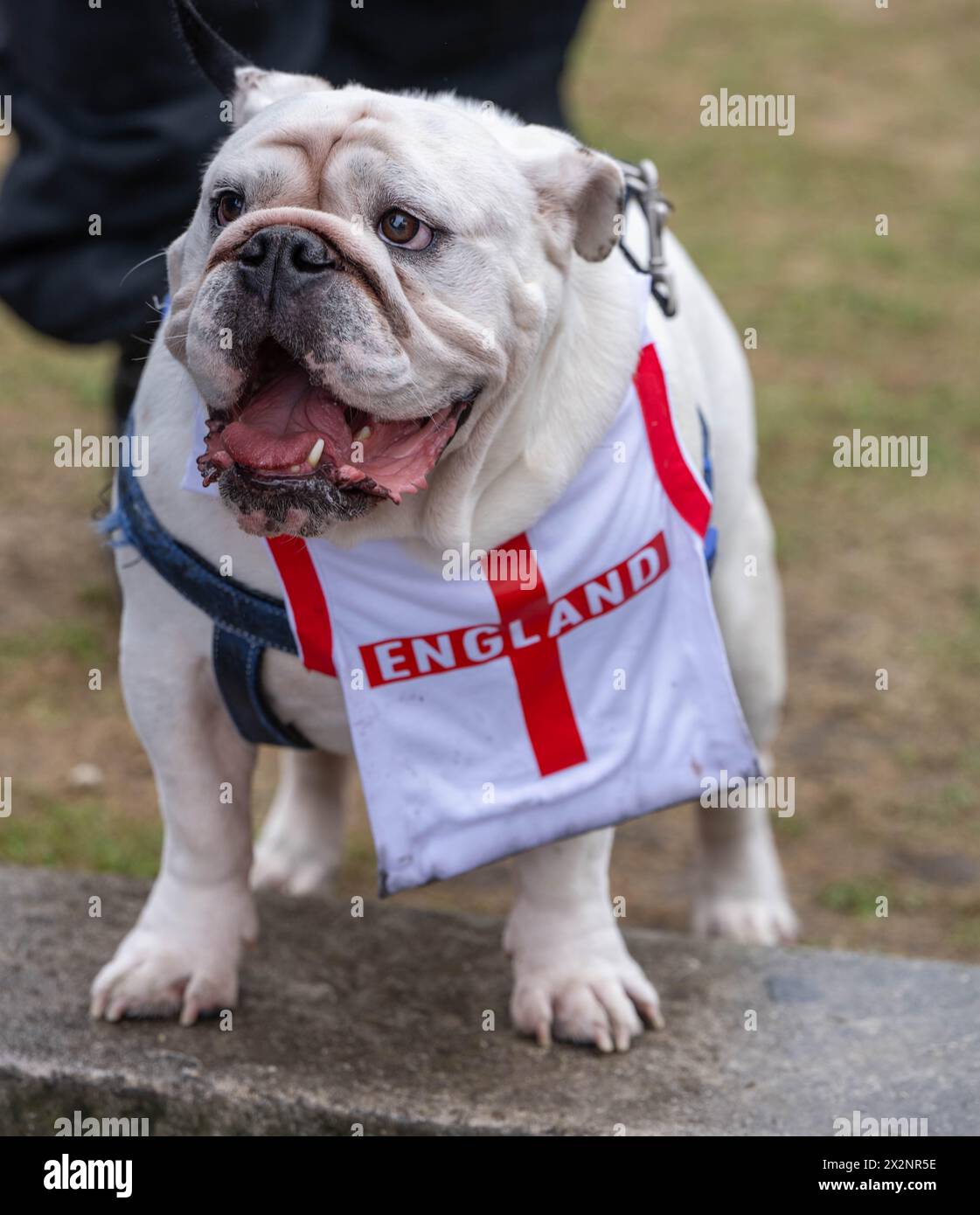 Londres, Royaume-Uni. 23 avril 2024. Manifestations de droite à Whitehall Londres le jour de la Saint-Georges, en présence policière importante crédit : Ian Davidson/Alamy Live News Banque D'Images