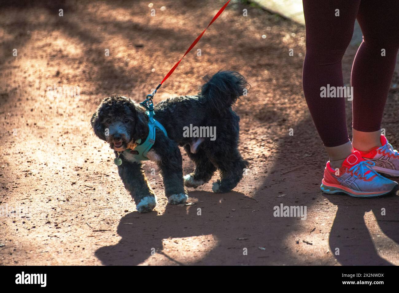 Un chien Maltipoo accompagne joyeusement sa propriétaire lors d'une course matinale, favorisant un lien de santé et de compagnie. Banque D'Images