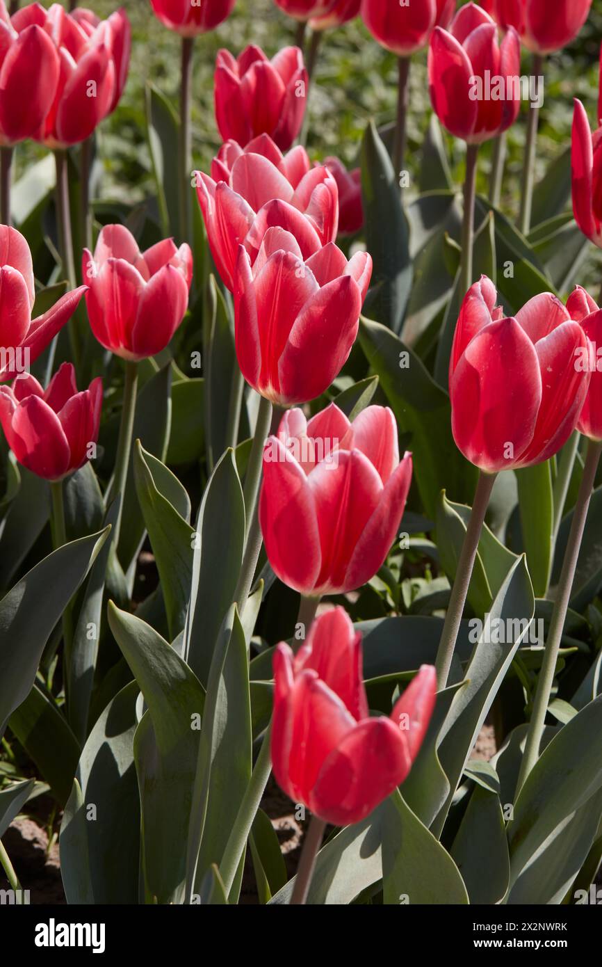 Tulip Candy Apple Delight, fleurs rouges et blanches au soleil printanier Banque D'Images