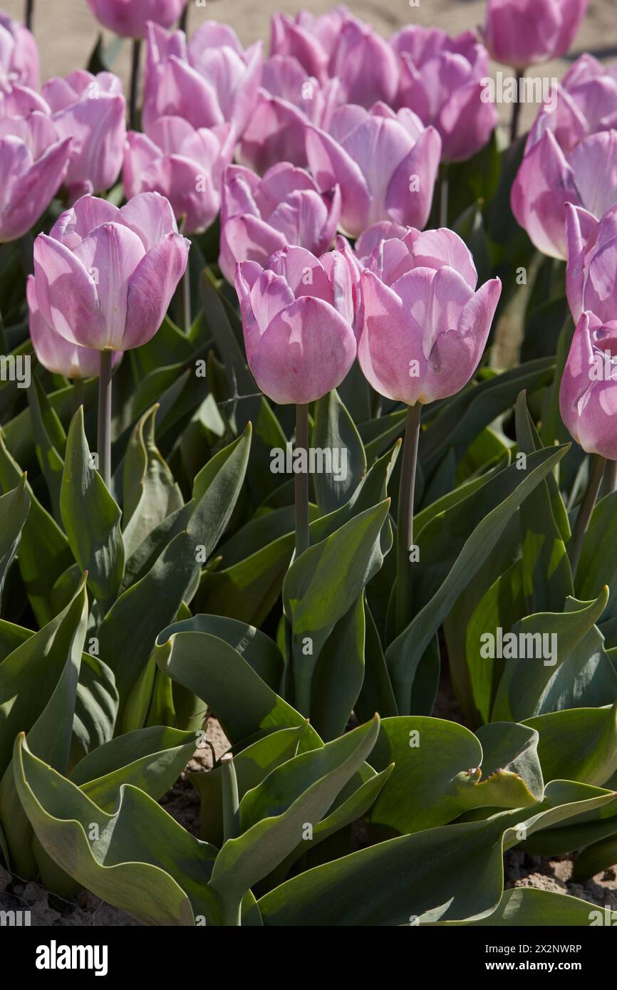 Tulip Light Pink Prince fleurs dans la lumière du soleil de printemps Banque D'Images