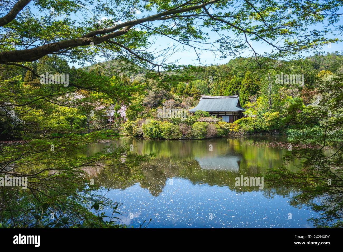 Cerisiers en fleurs à l'étang Kyoyochi du temple Ryoanji à Kyoto, Japon Banque D'Images