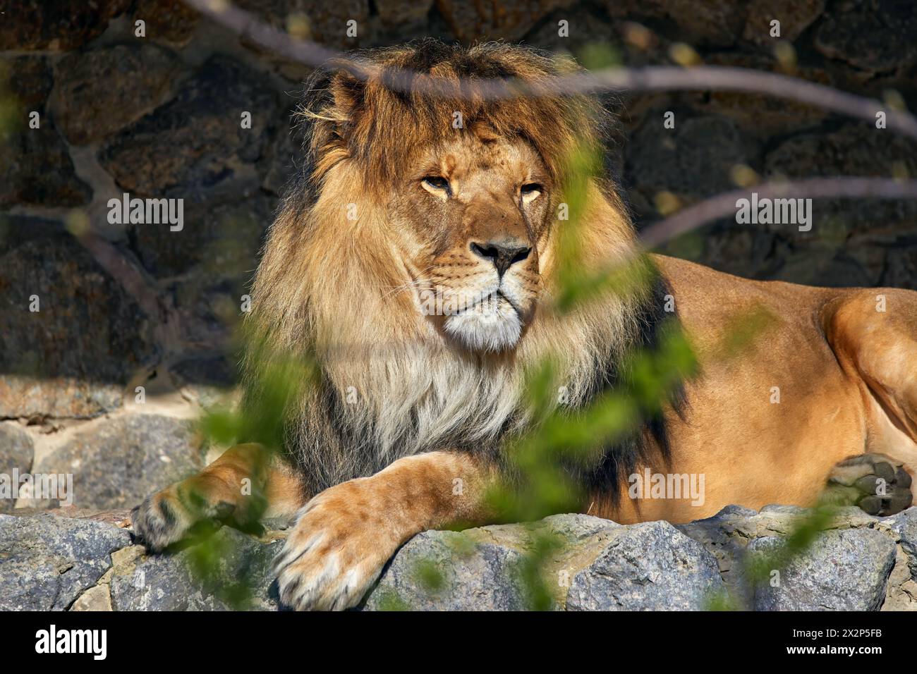 Image d'un lion adulte allongé sur des pierres sous un arbre Banque D'Images