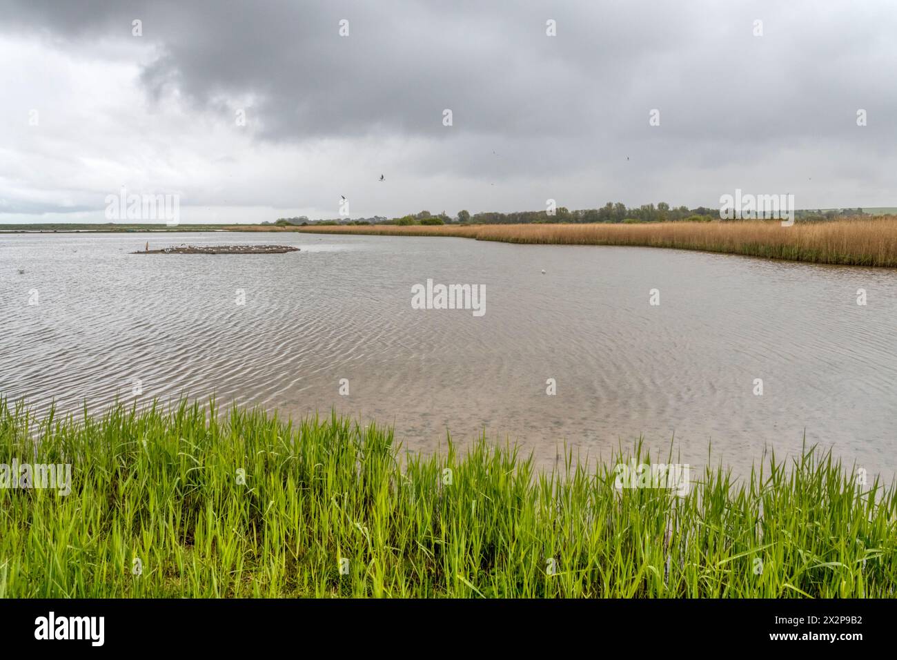 Le marais d'eau douce de la réserve d'oiseaux RSPB Titchwell, Norfolk. Banque D'Images