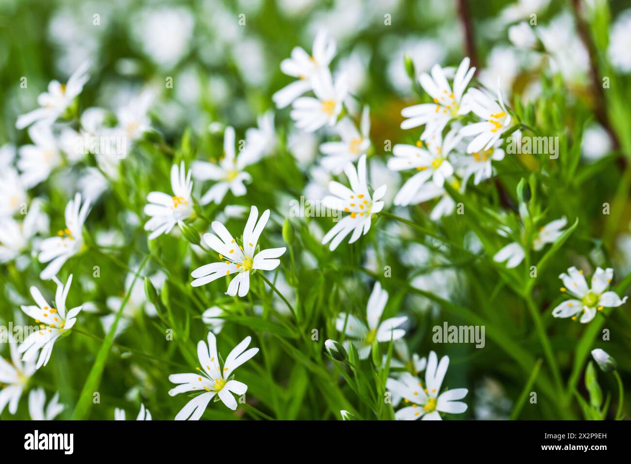 Fleurs blanches gros plan photo avec flou sélectif. Plus grande piqûre ou Stellaria holostea Banque D'Images