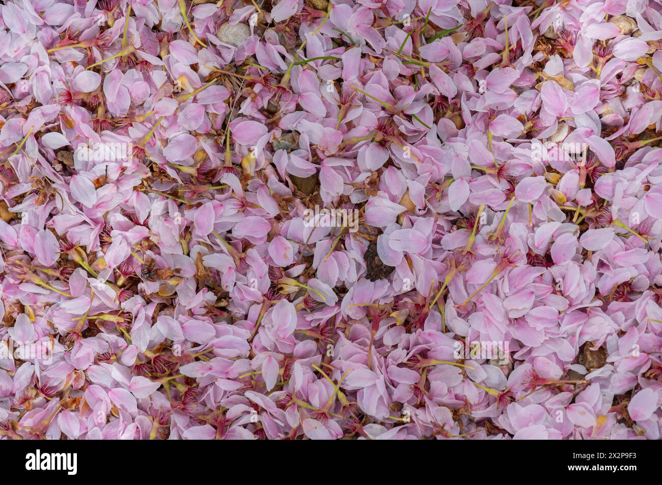 Fleurs de cerisier tombées : Yoshino Cherry : Prunus x yedoensis. Banque D'Images