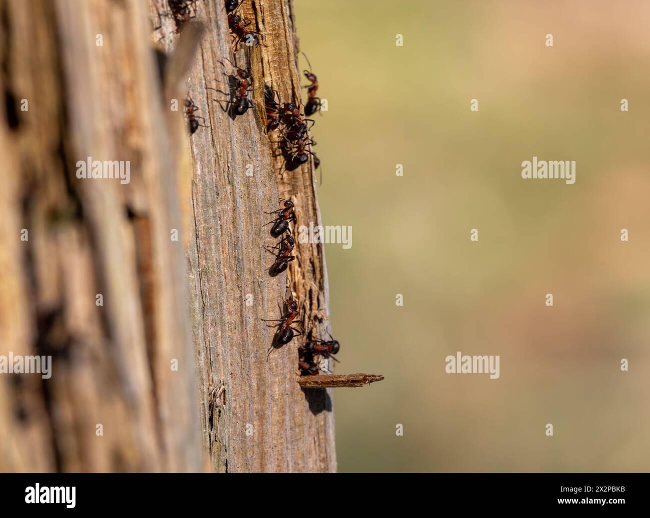 Une colonie de fourmis est très active sur un arbre mort Banque D'Images