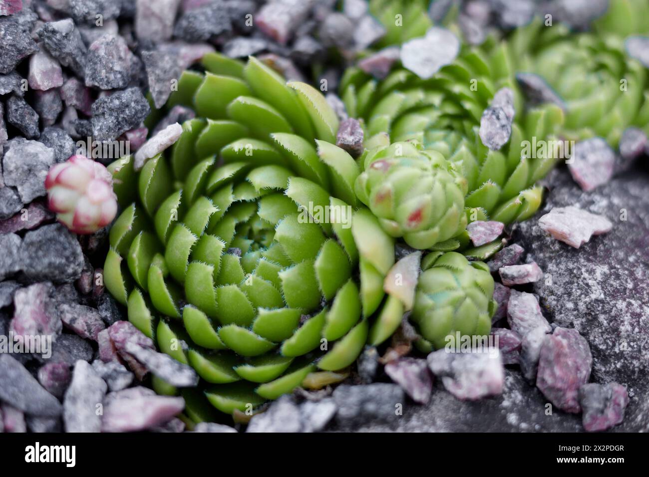 Plantes succulentes miniatures dans une jardinière. Floraison de plantes succulentes. pierres vivantes succulentes echeveria. Installation de jardinage. Gros plan. Banque D'Images