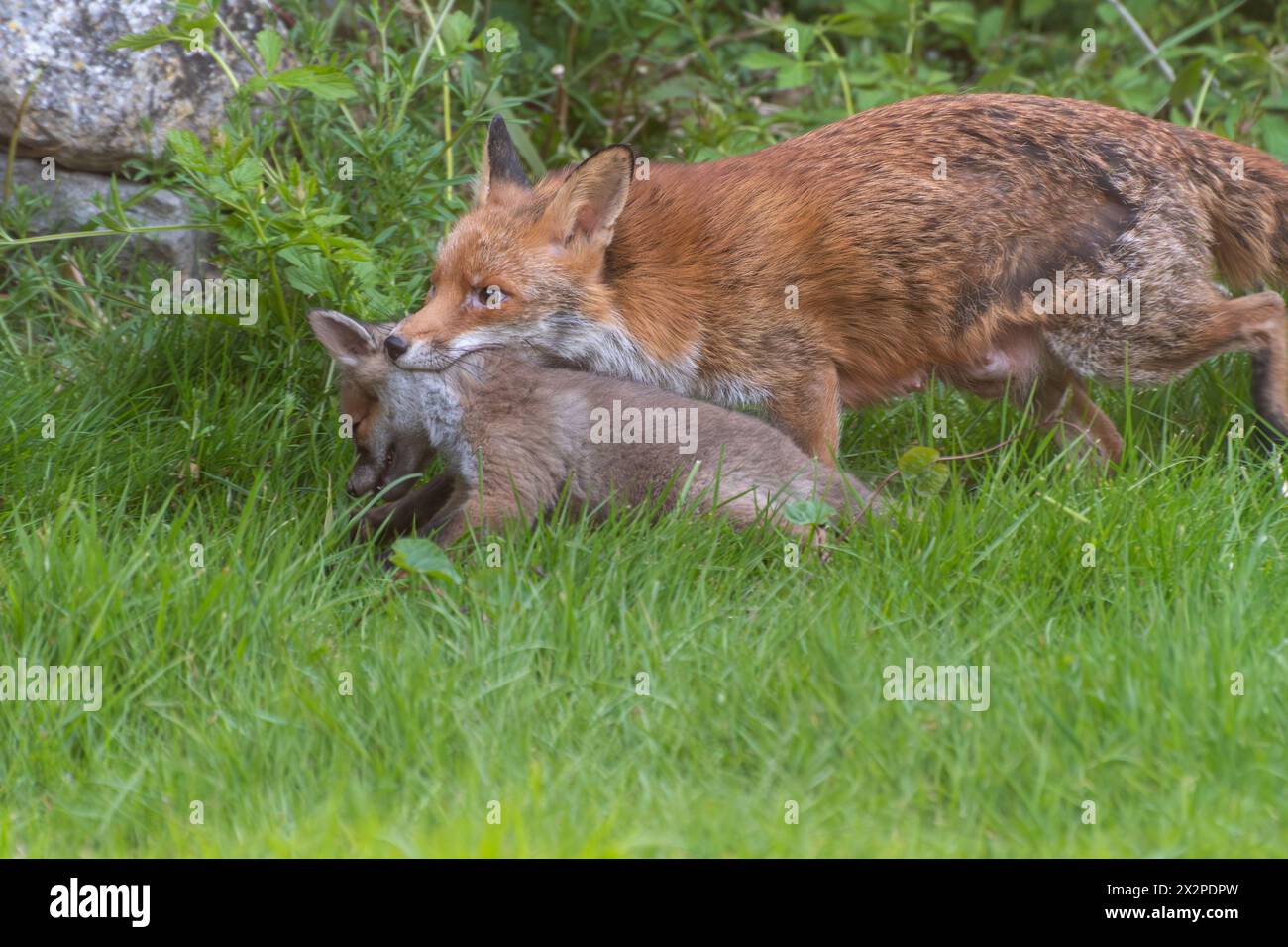 Fox vixen Vulpes vulpes déplaçant un petit en le portant dans sa bouche par le gommage du cou, jardin de la faune, Angleterre, Royaume-Uni Banque D'Images