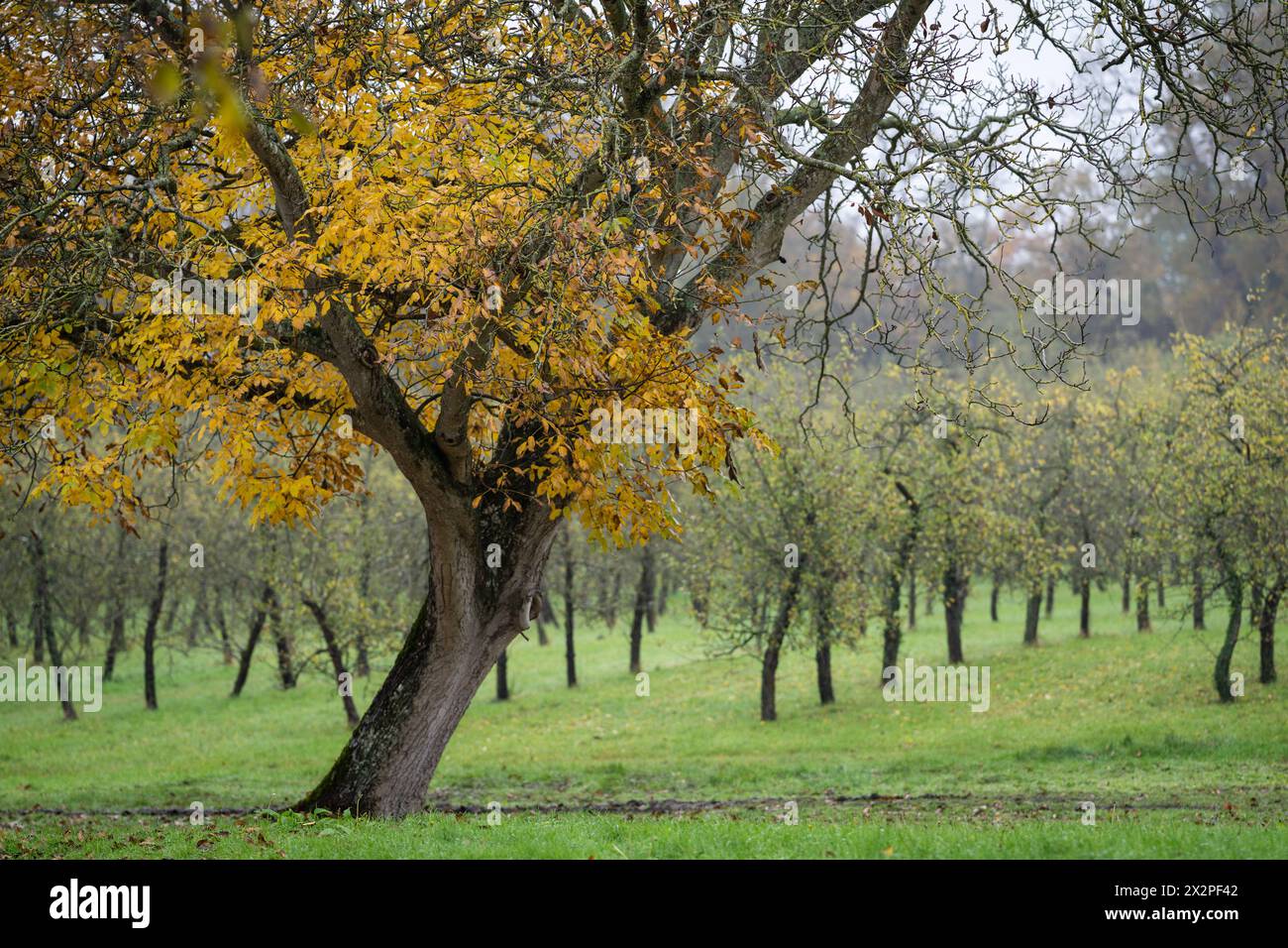 Noyer (Juglans) dans le feuillage d'automne. Vieux noyer à l'automne. Cidre pommiers en arrière-plan. Vergers de cidre. Banque D'Images