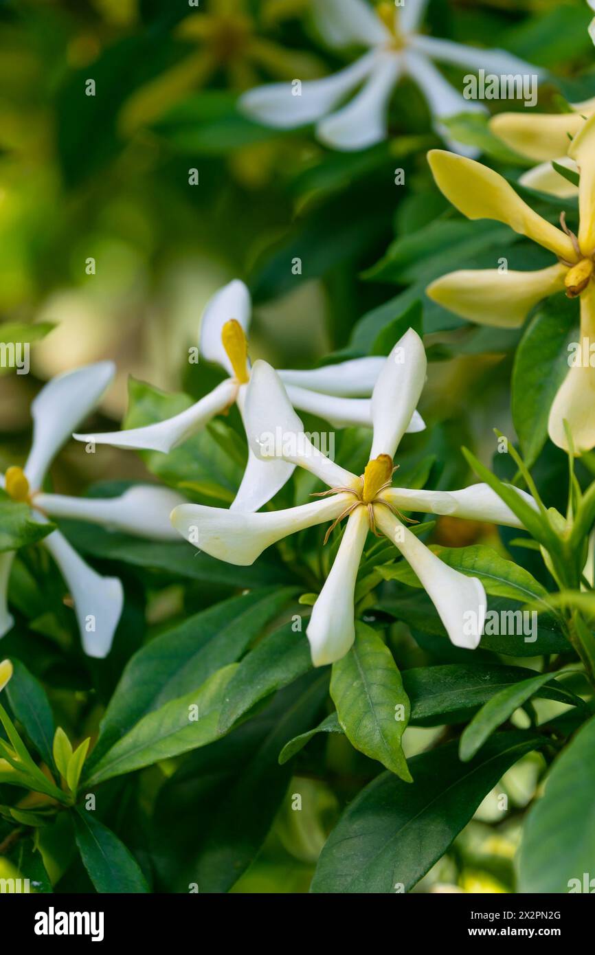 Belles fleurs blanches et jaunes de Gardenia. Floraison printanière. Plantes à fleurs de la famille du café, Rubiaceae. Banque D'Images