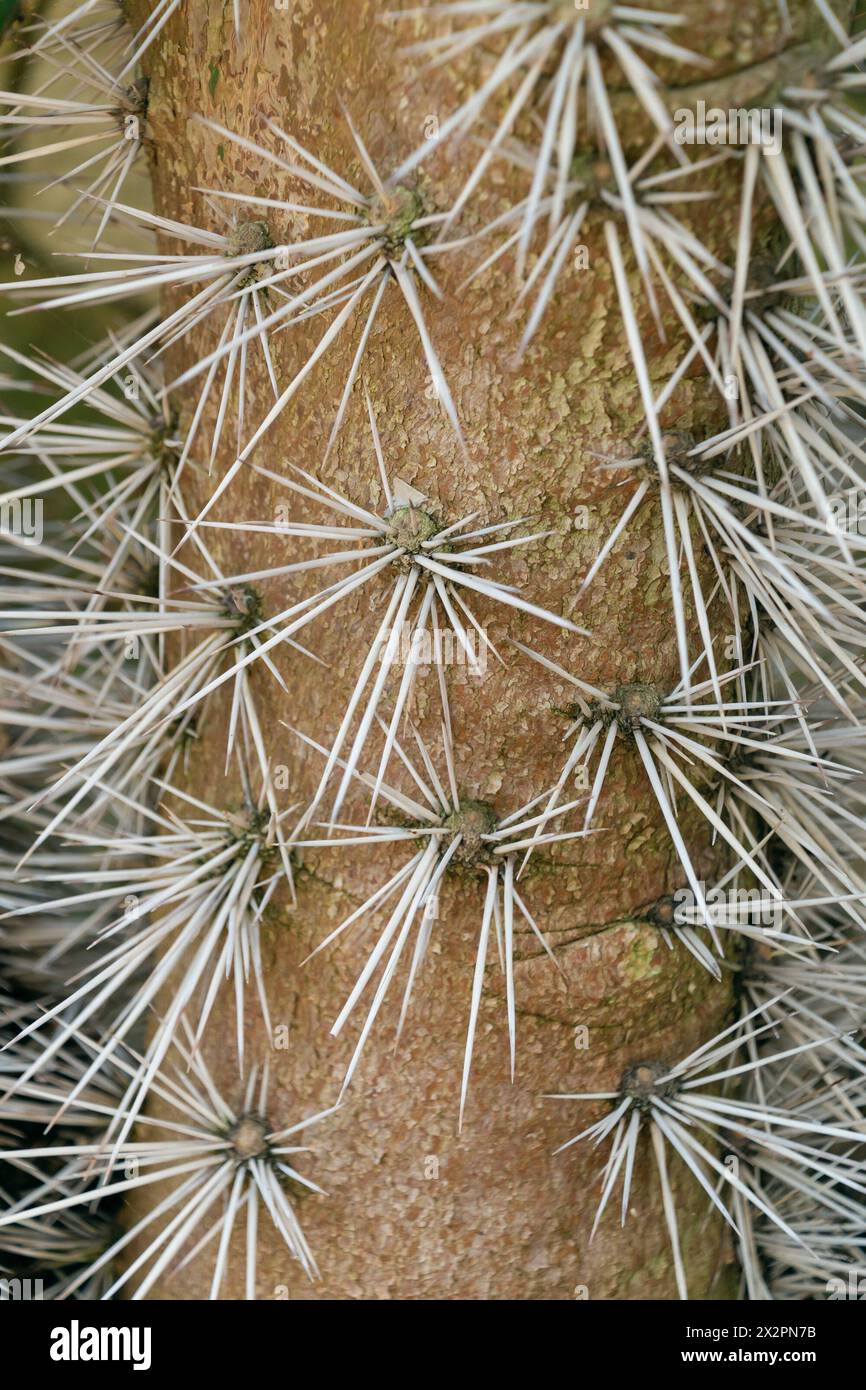 Cactus avec épines blanches, gros plan. Arrière-plan naturel. Tronc d'arbre avec épines. Banque D'Images