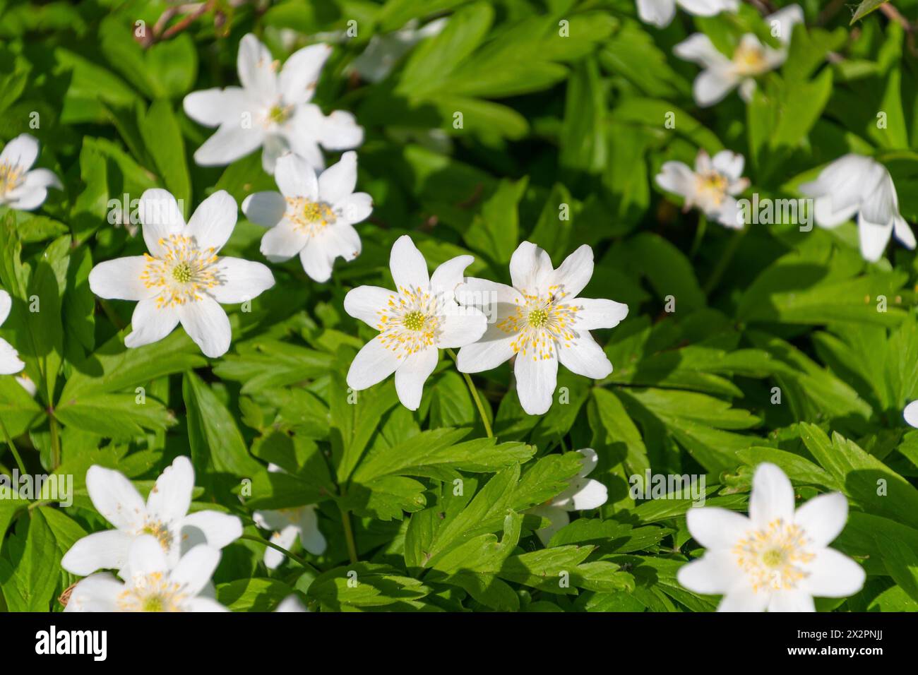 Fleurs blanches d'Anemonoides nemorosa. Floraison printanière. L'anémone de bois, la fleur de vent, la thimbleweed européenne, l'odeur du renard. Banque D'Images
